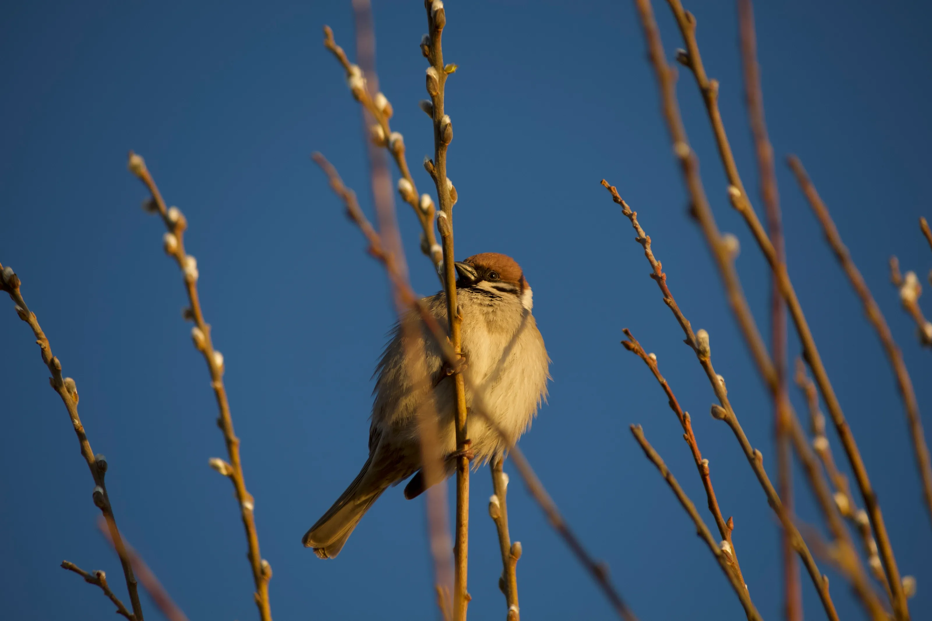 House sparrow in an early spring sunset