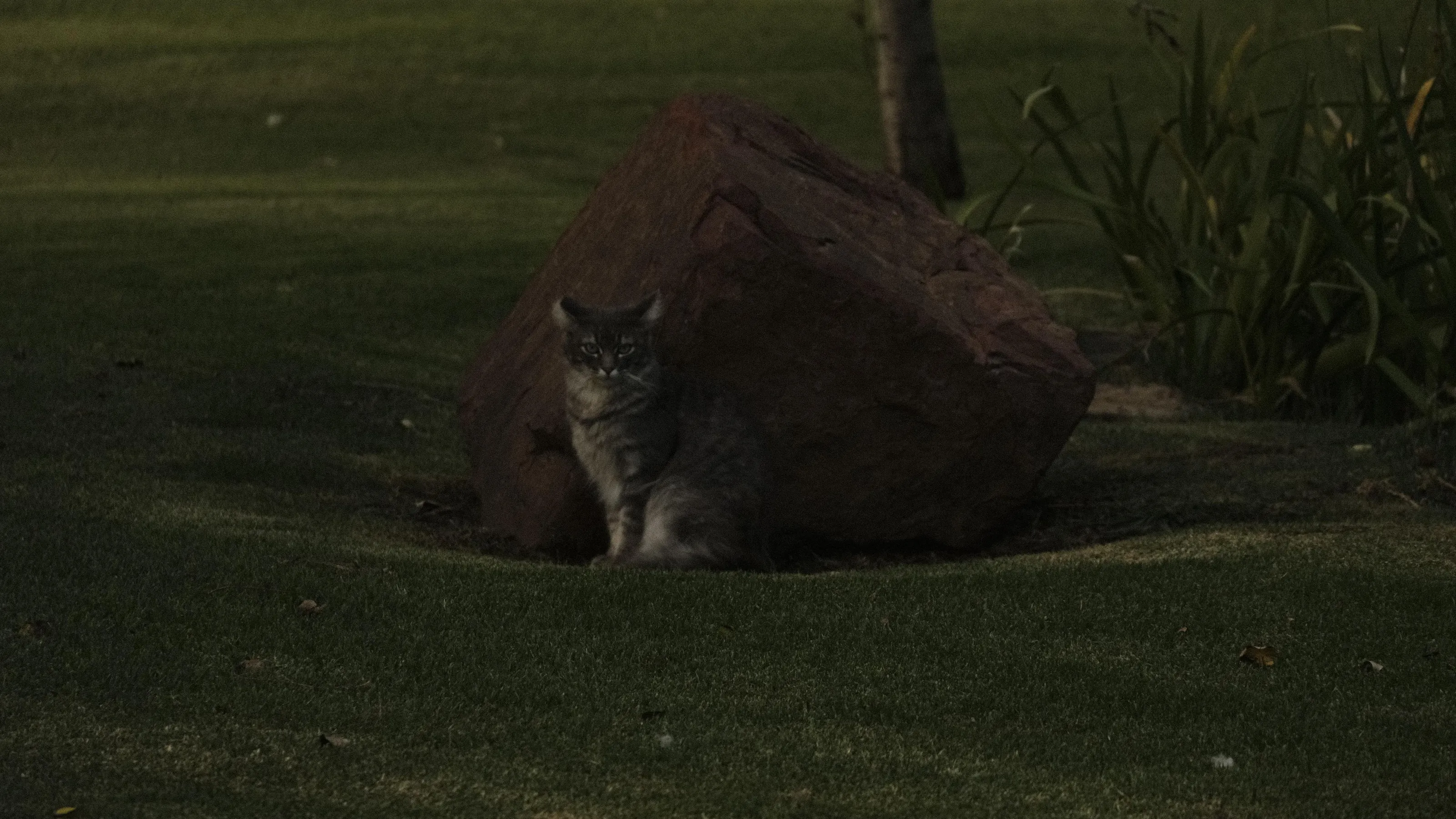 Farm cat