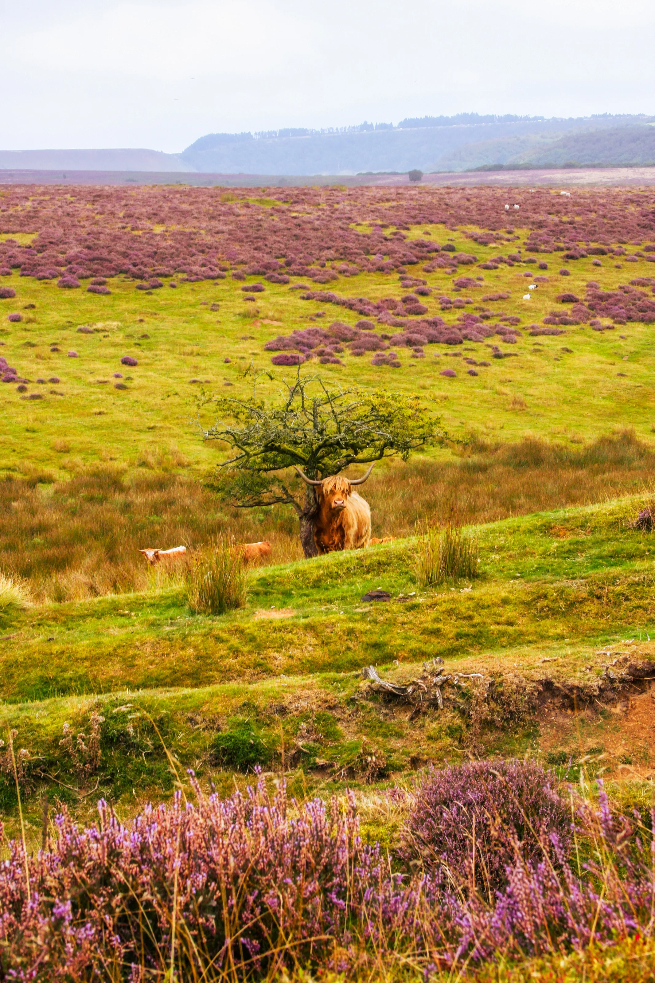 Moody Cow