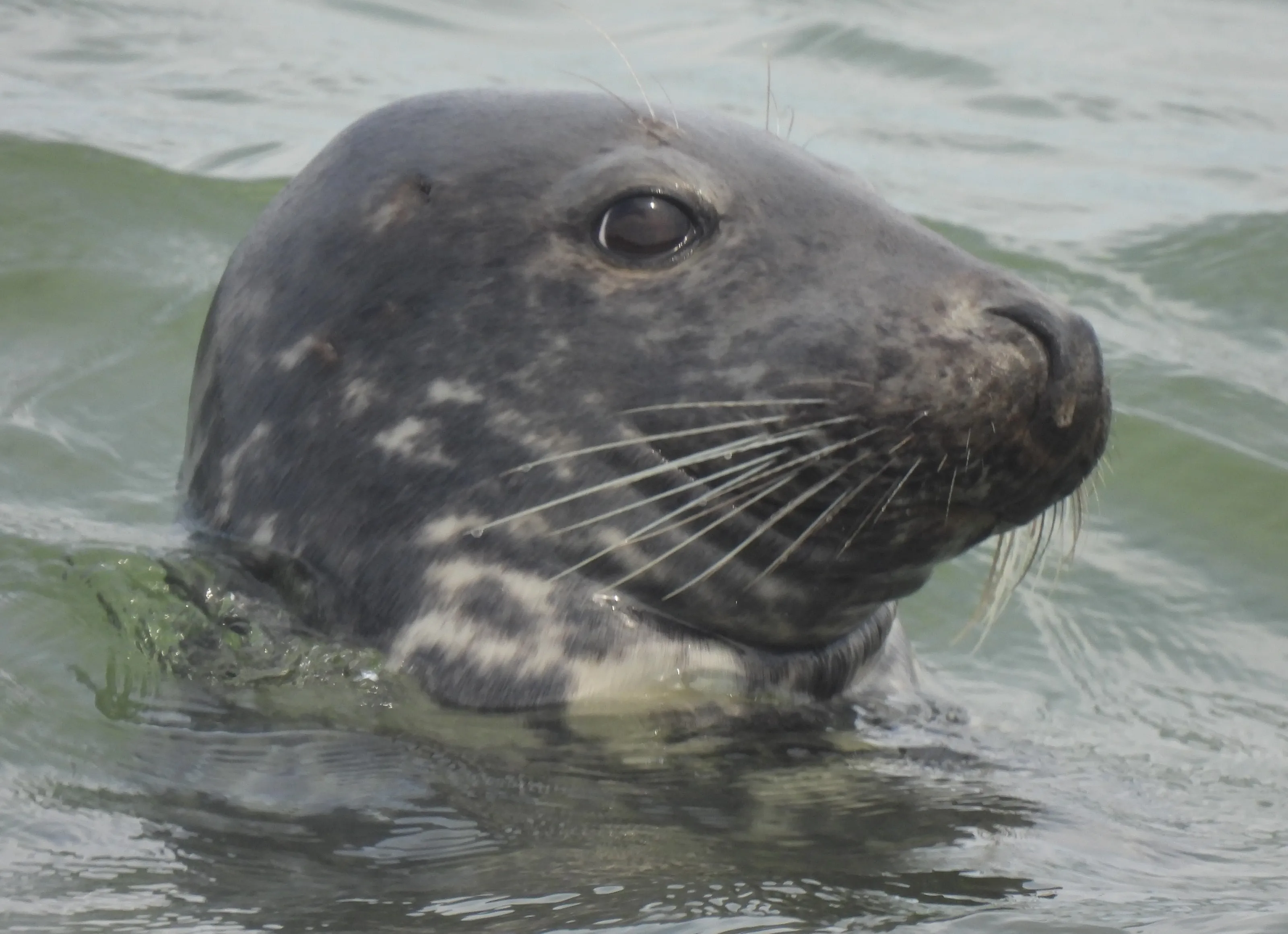 Grey seal portrait