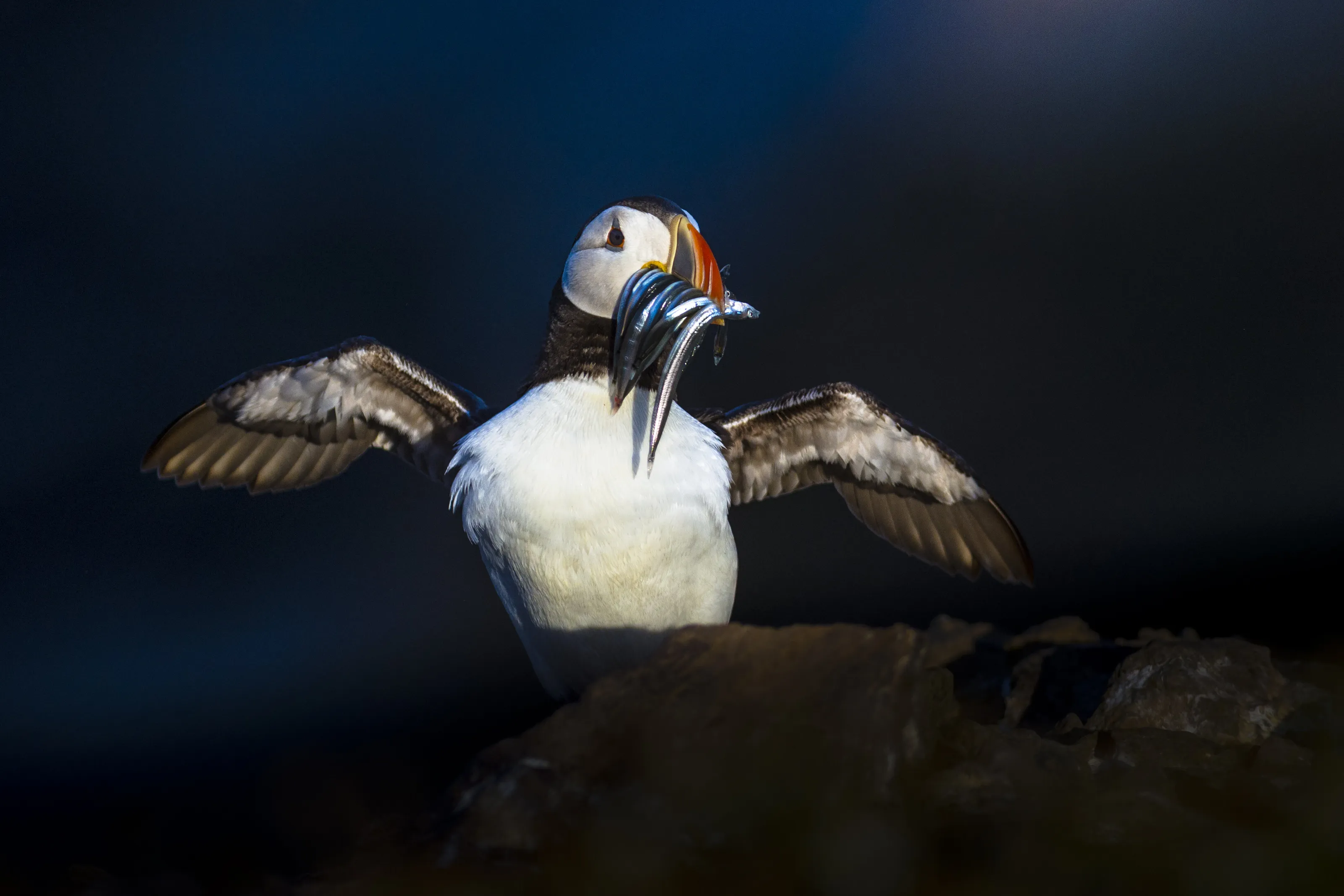 Posing puffin