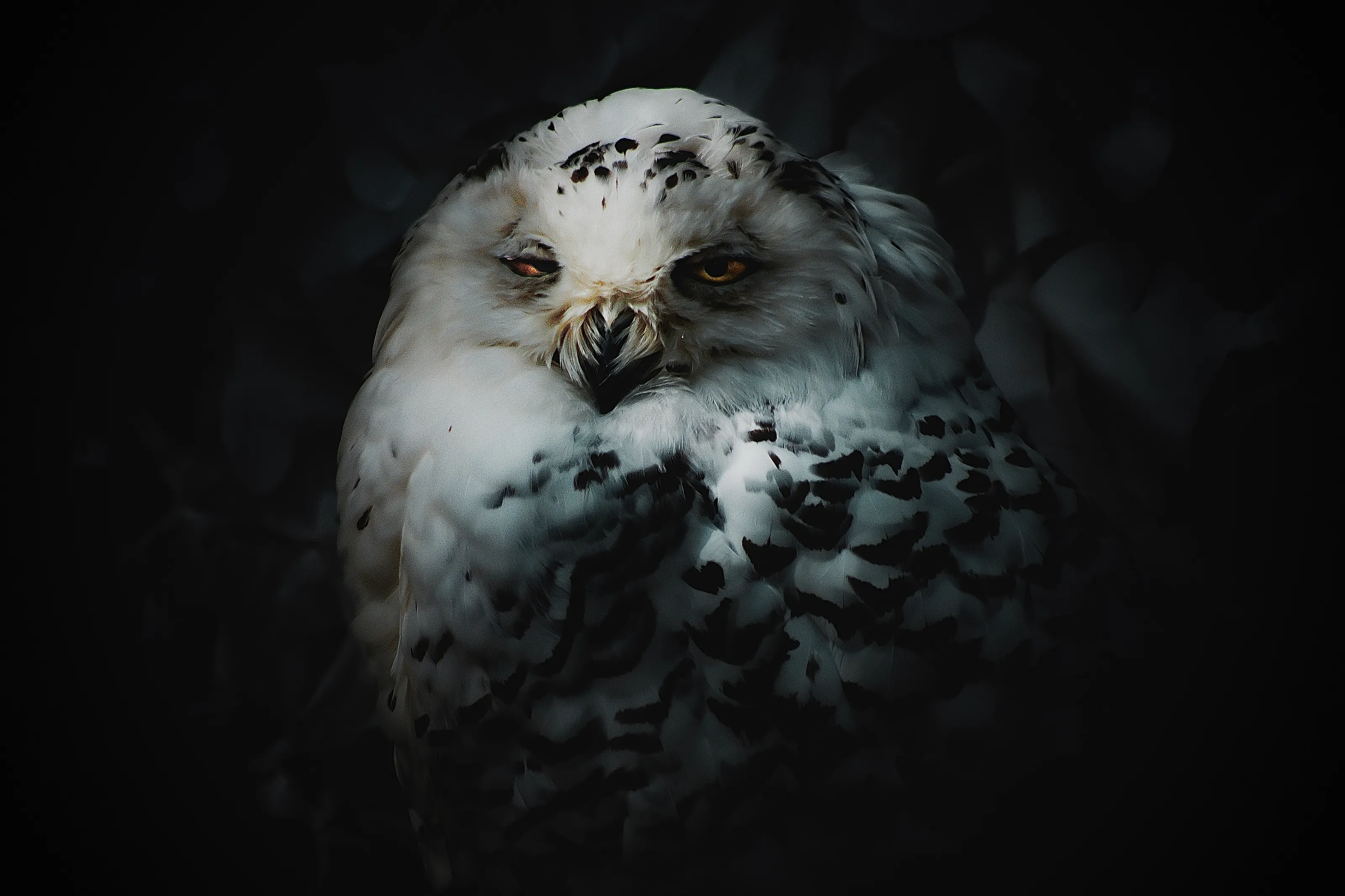 Snowy Owl