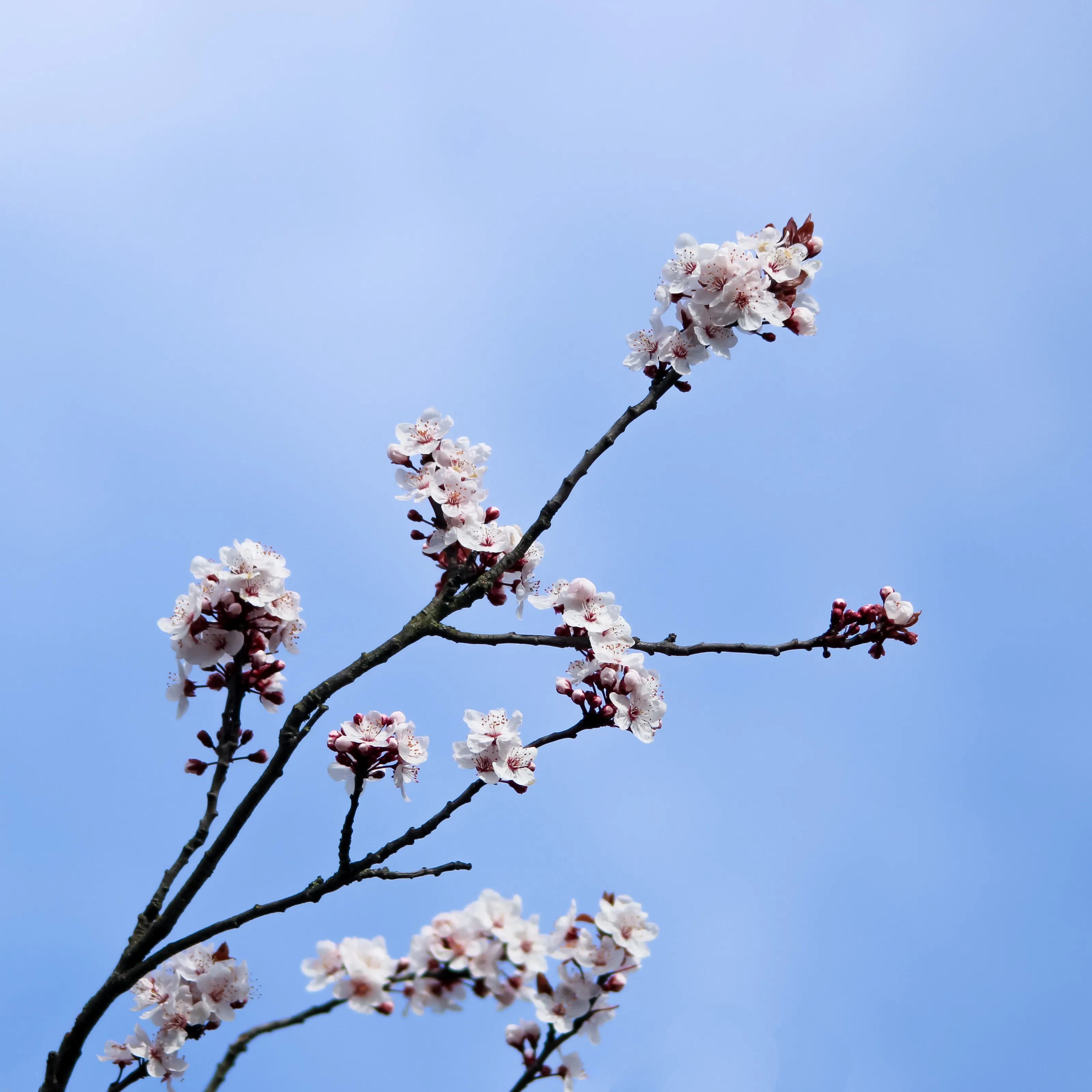 Minimal bloom