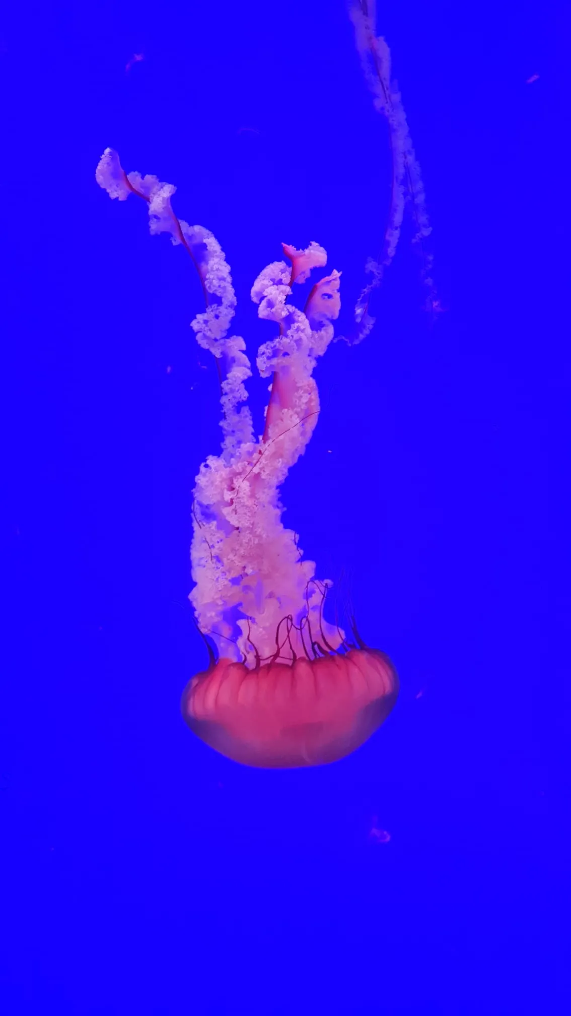 Floating Jellyfish
