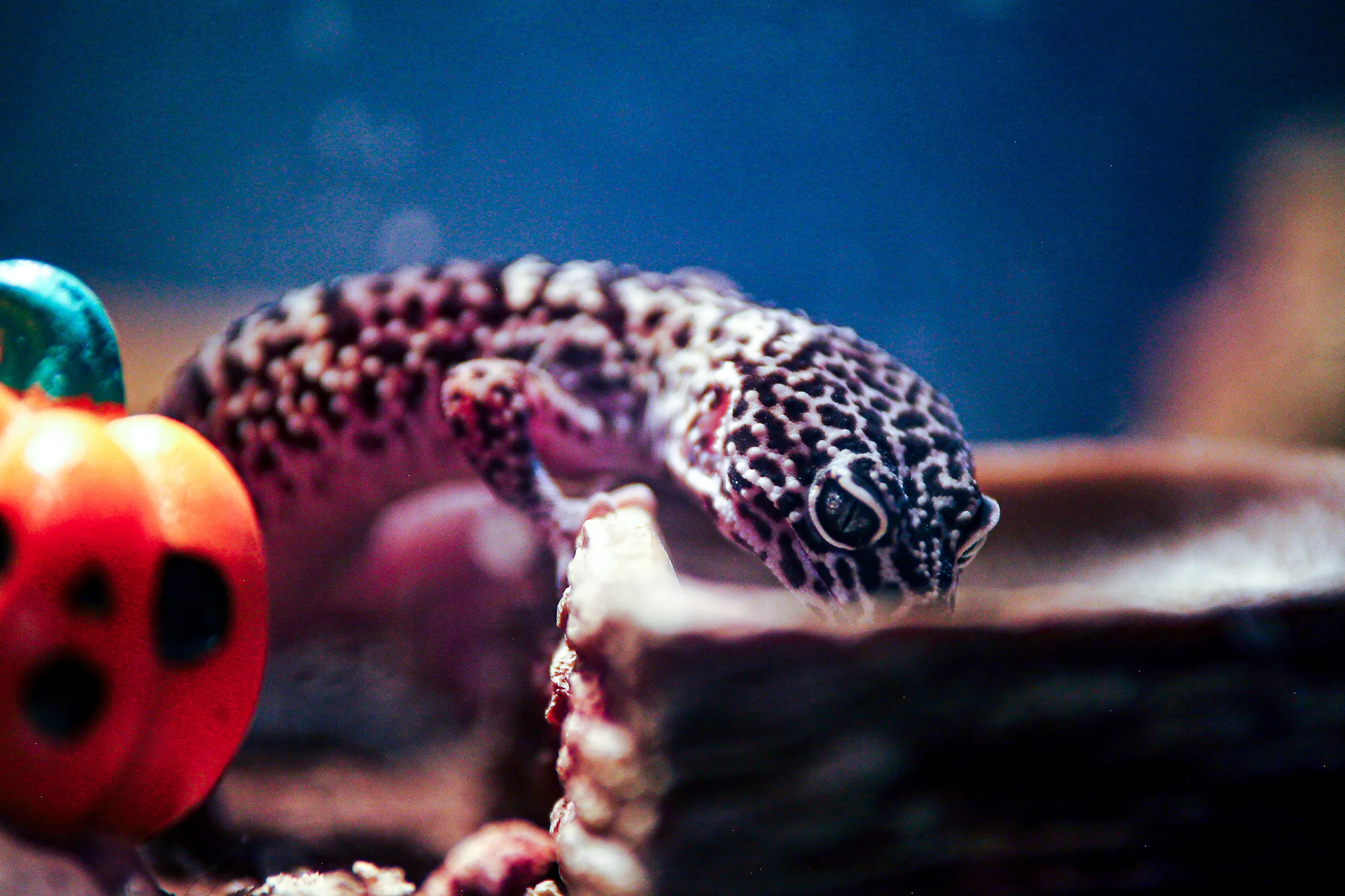 Cinematic gecko