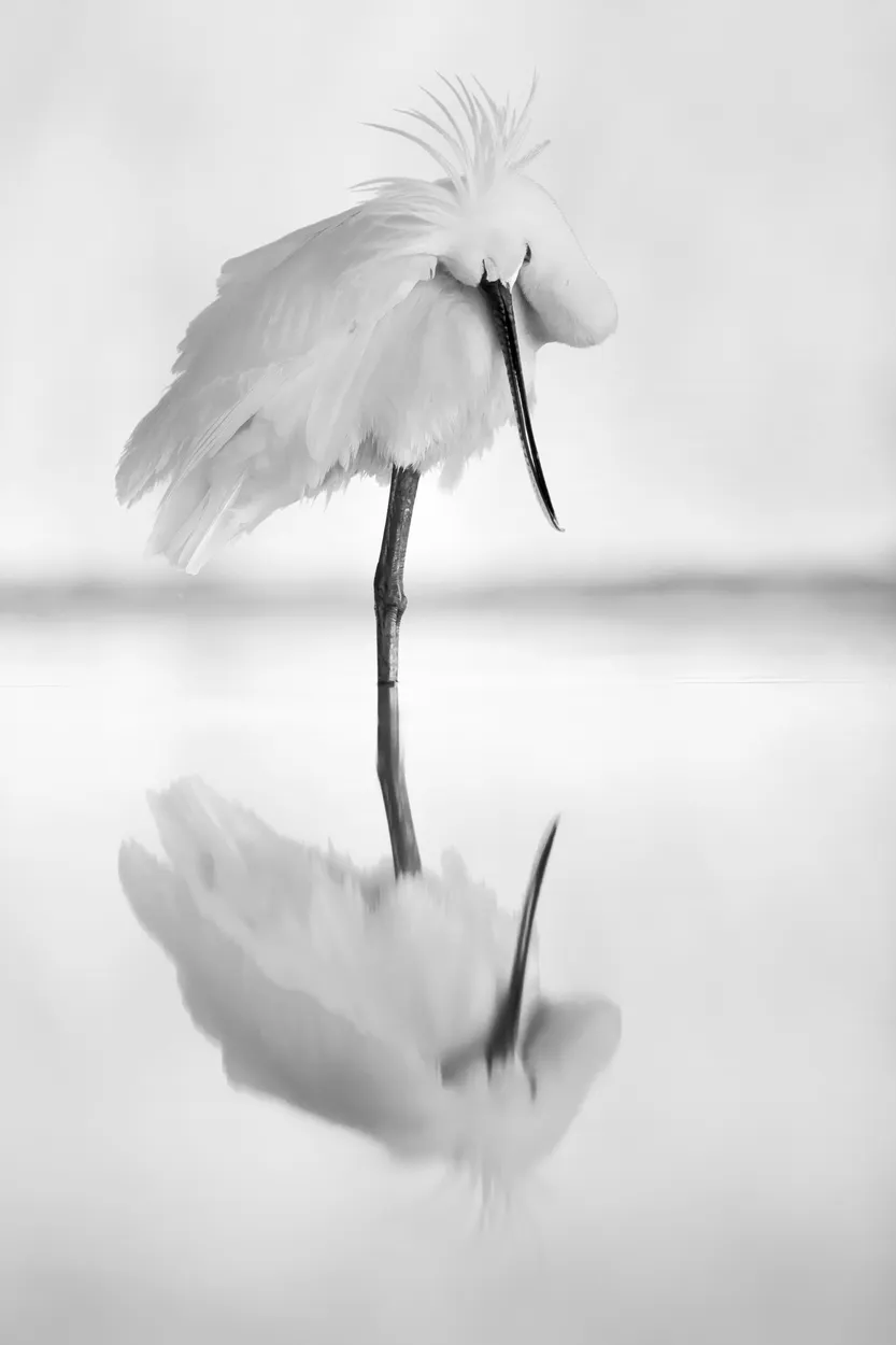 Entry 1370553