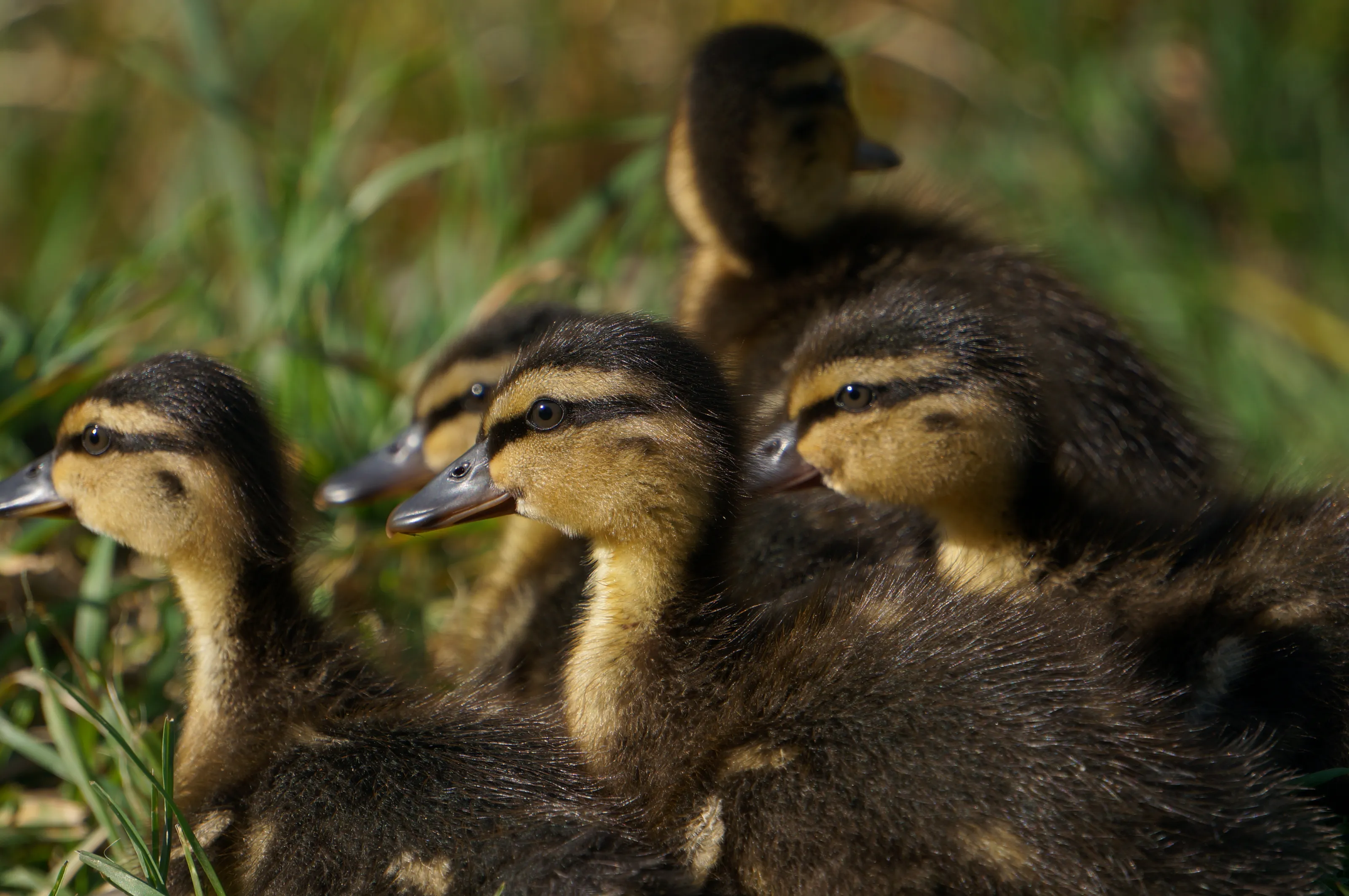 Huddle together