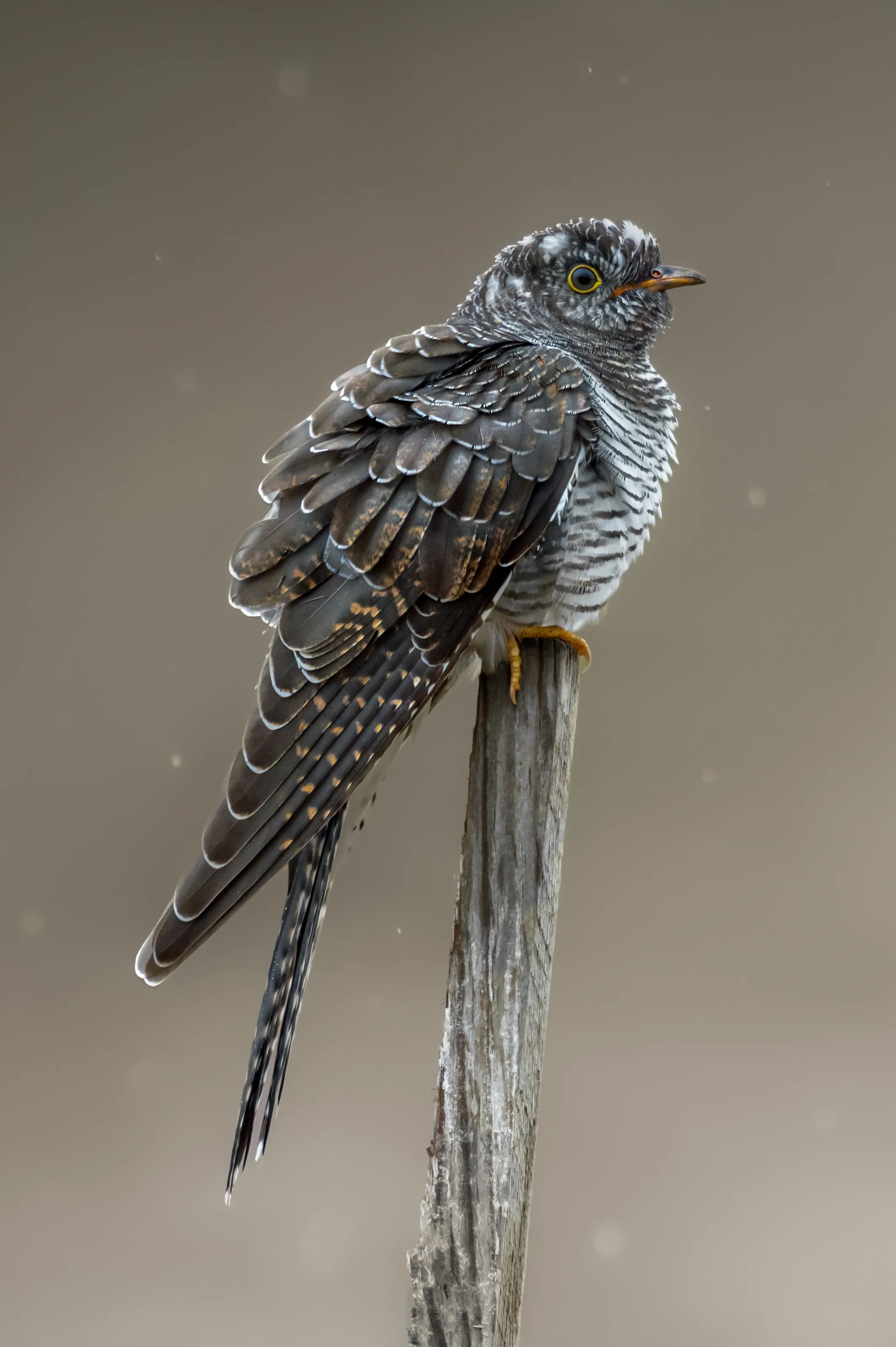 Cuckoo (Cuculus canorus) - Young Female On a Rainy Day