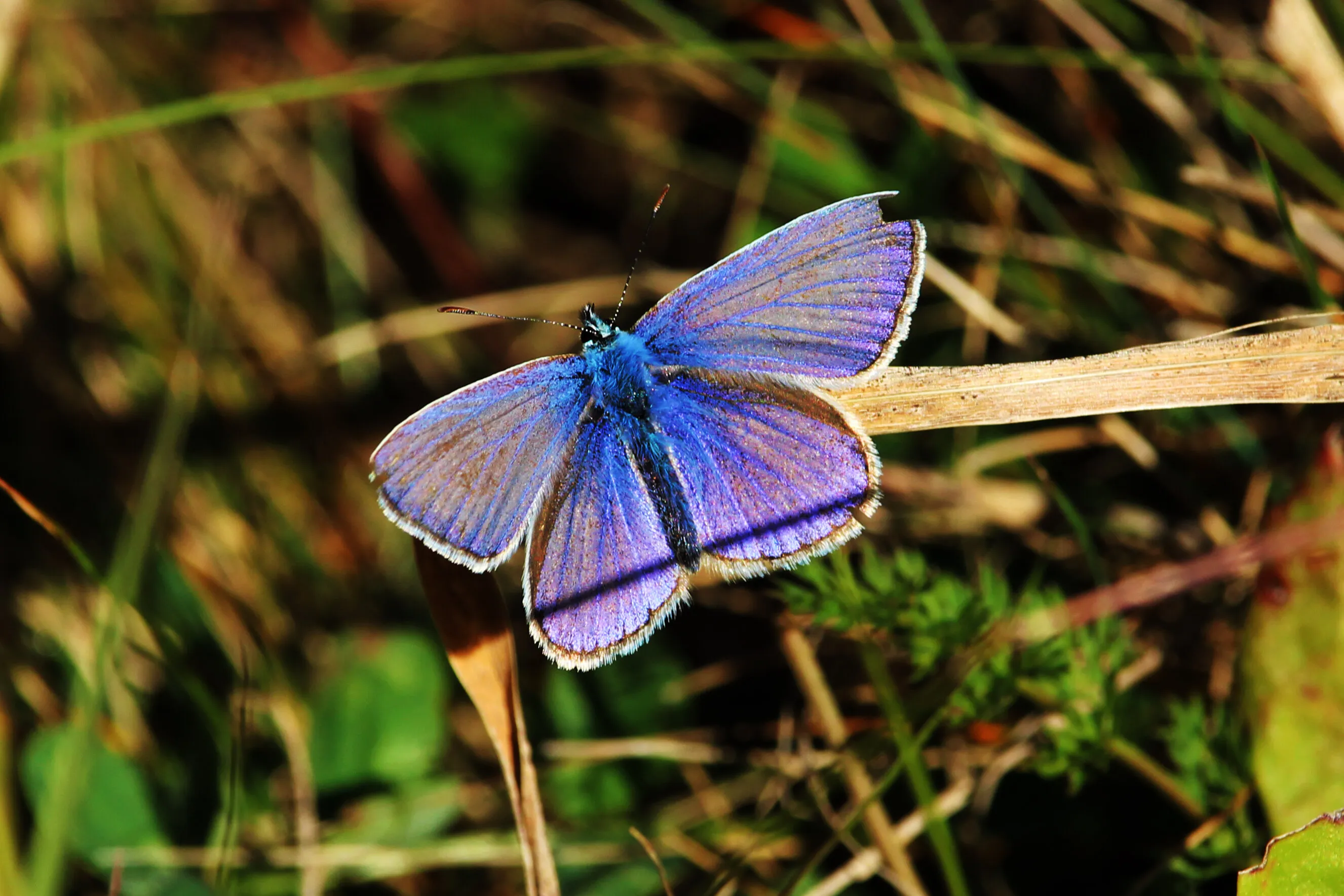 Blue beauty