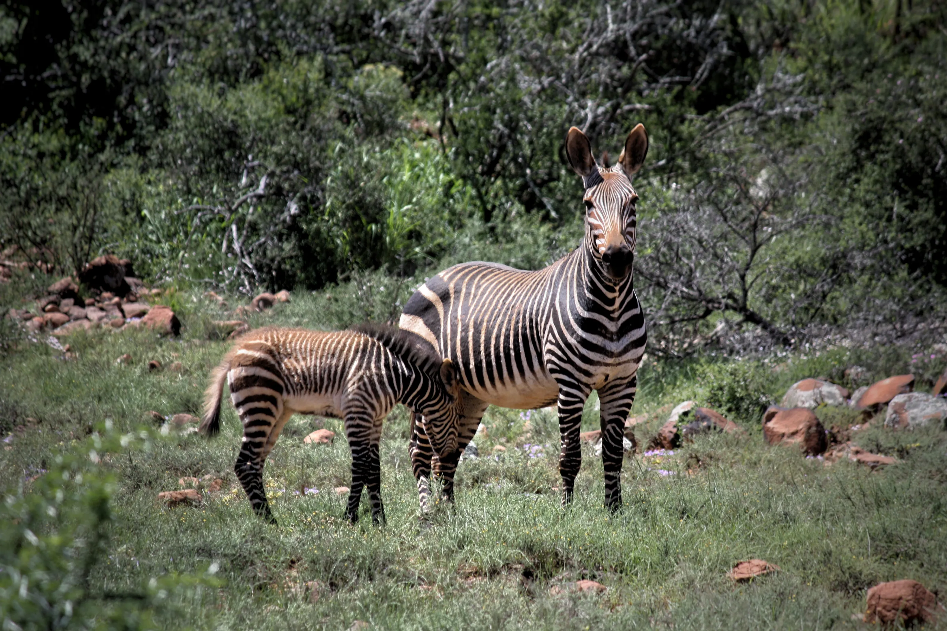 "Z" is for Zebra