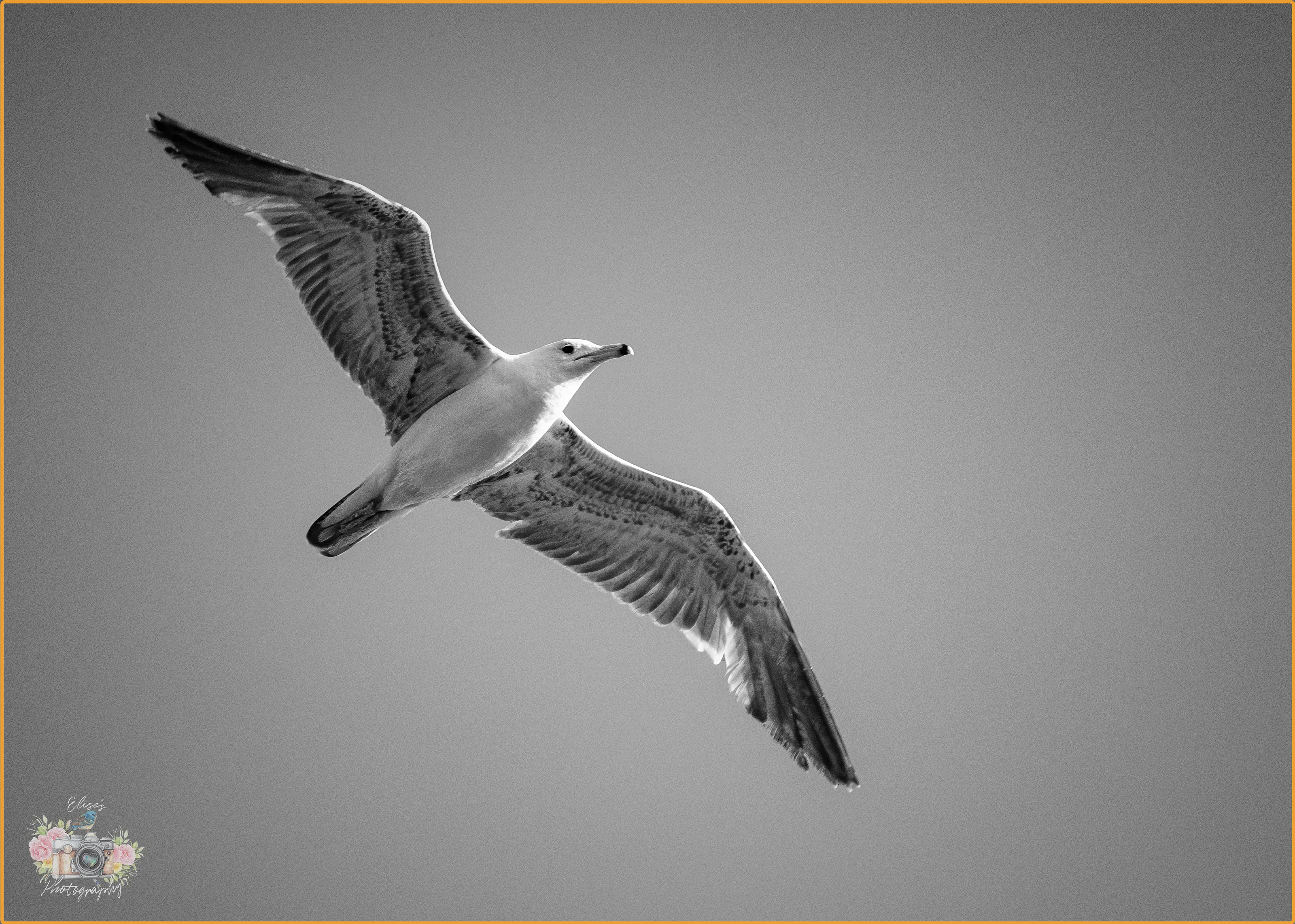 Rim lit gull