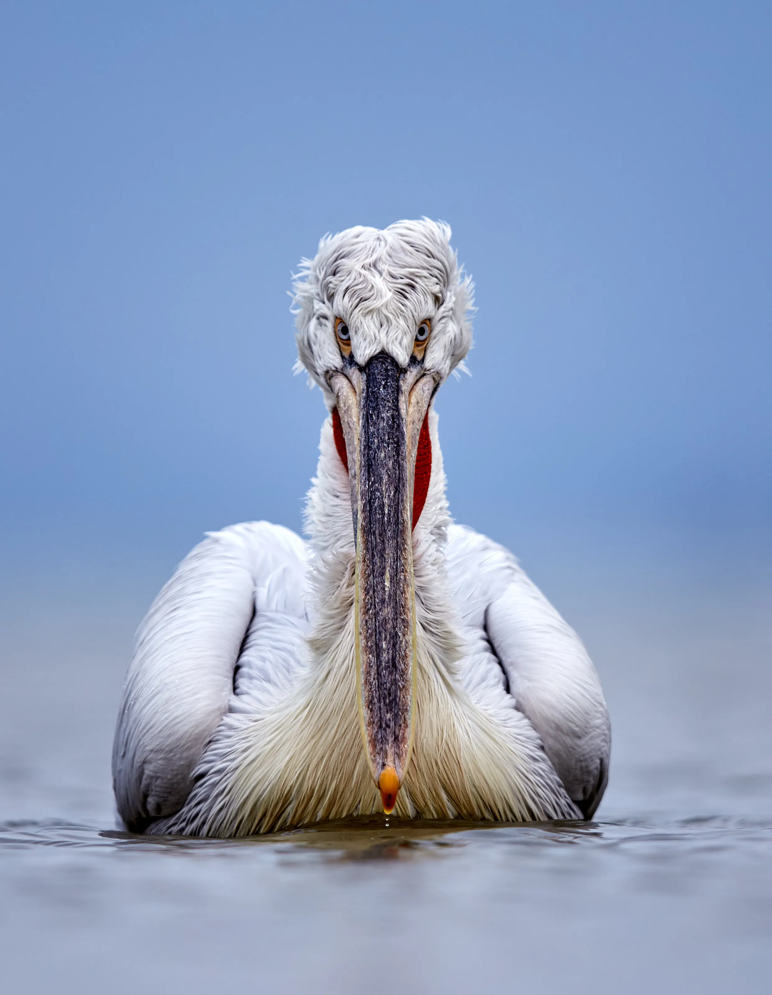 Dalmatian Pelican