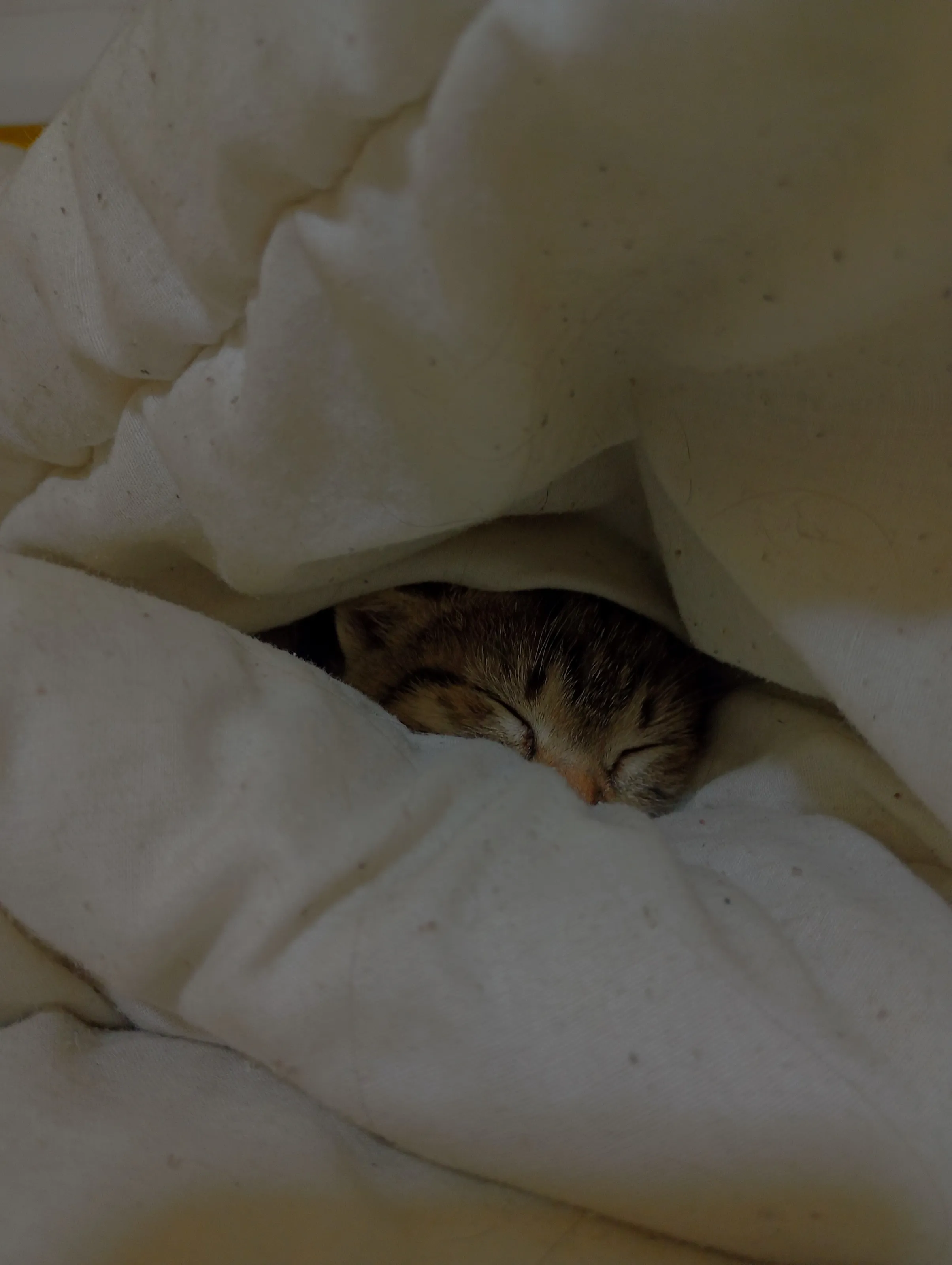 Cute Cat
