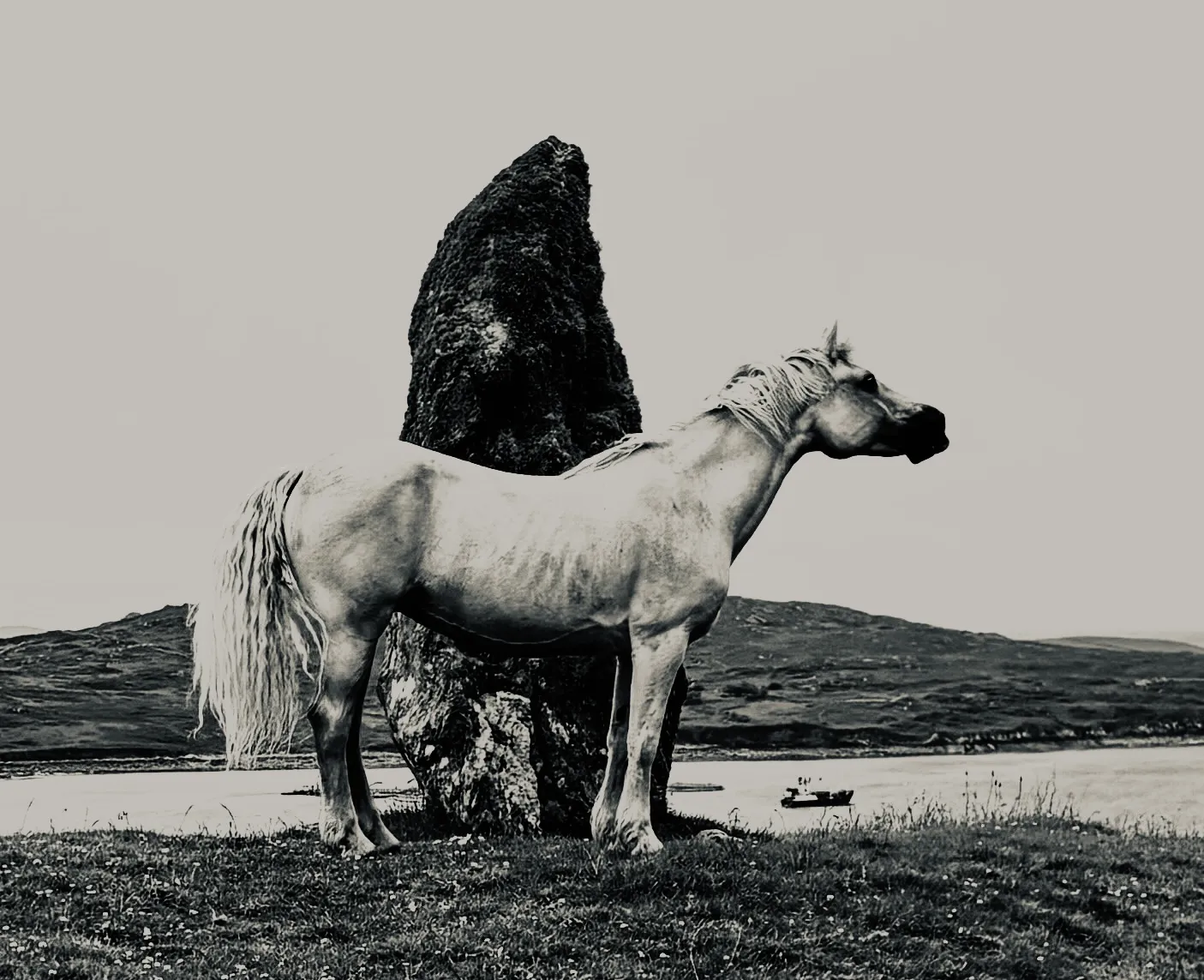 Proud White Horse in Ireland
