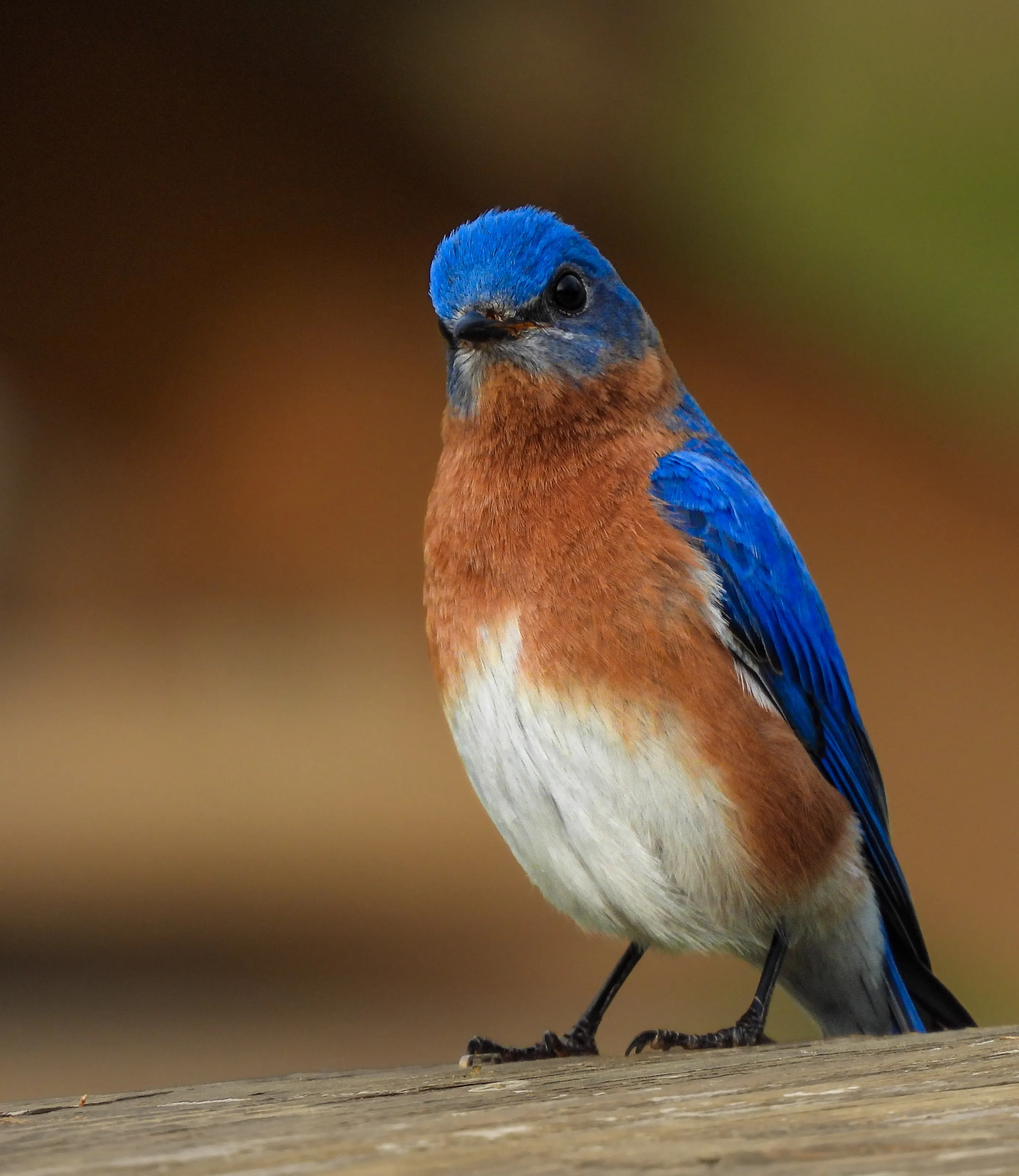 Mr. Bluebird