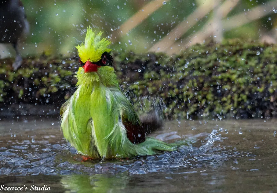 Splish, Splash, Taking a Bath