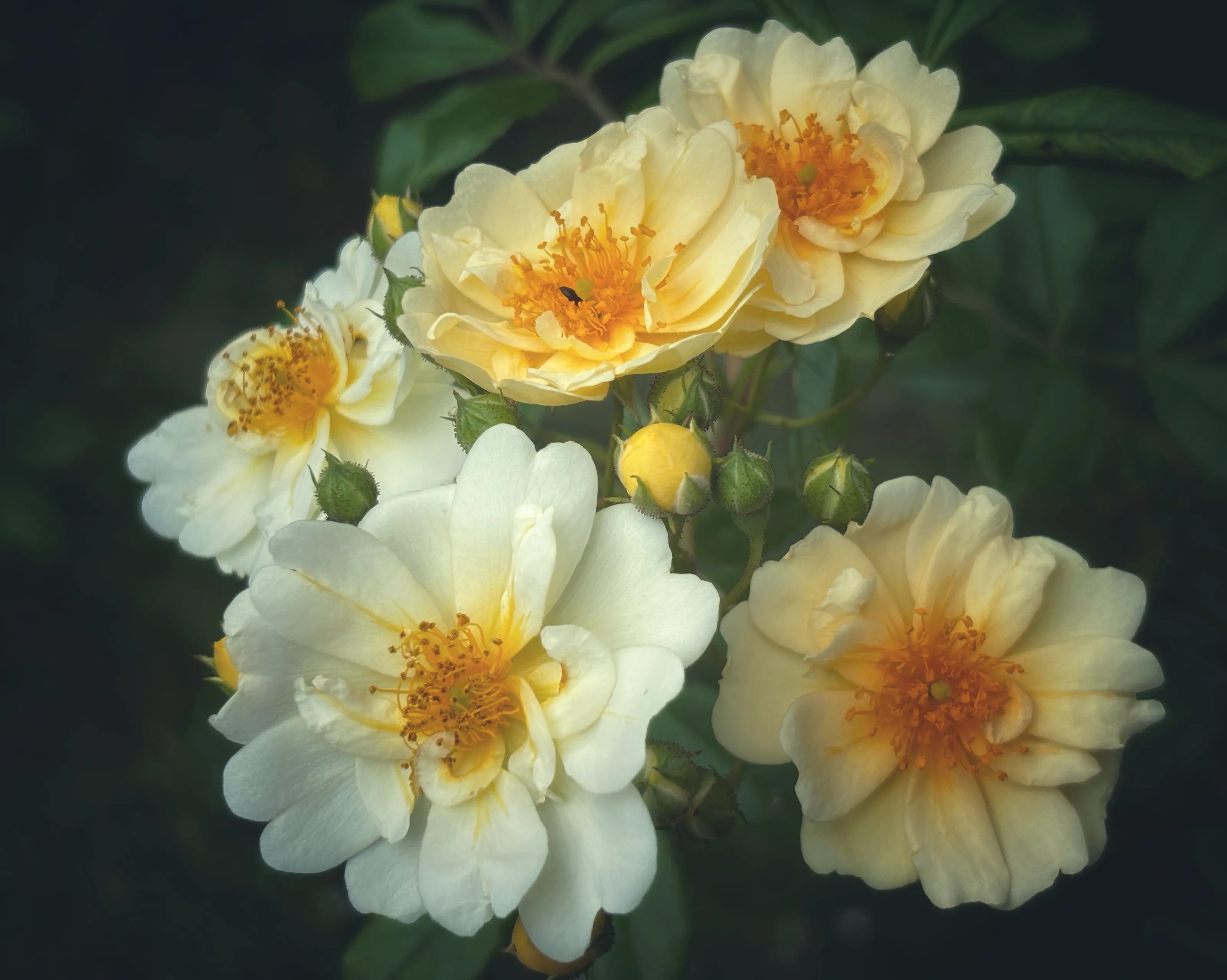 More Than One Rose