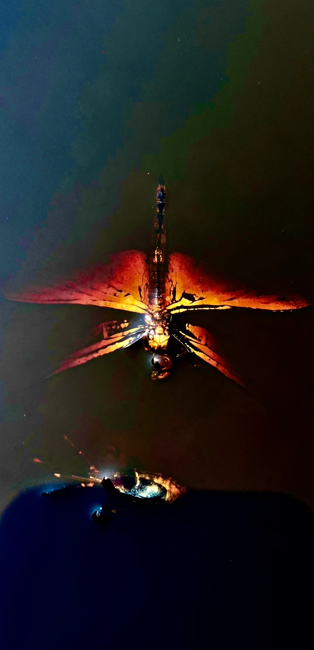 Dragonfly in oil