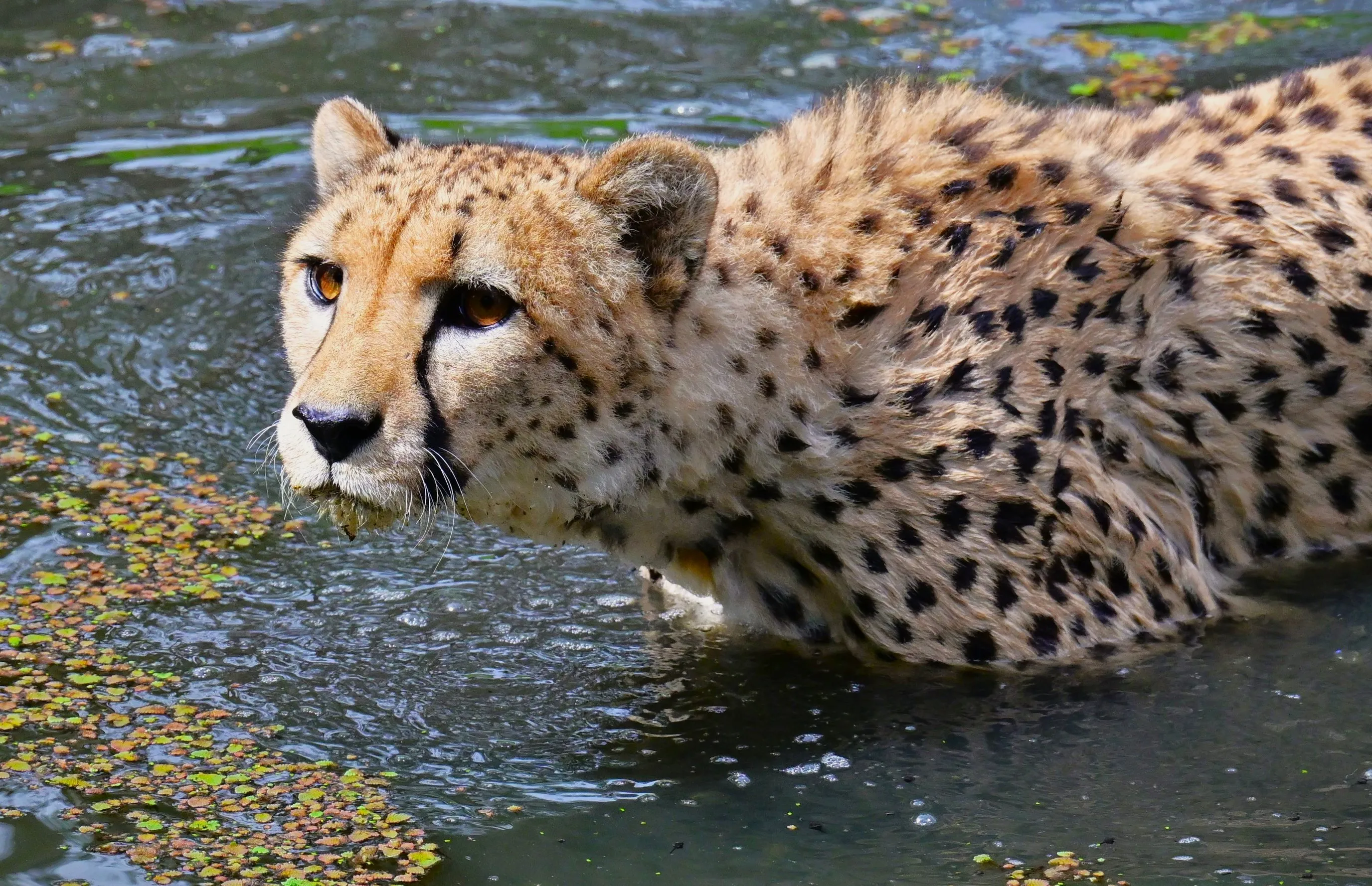 Cheetah at Western Plains Zoo Dubbo NSW