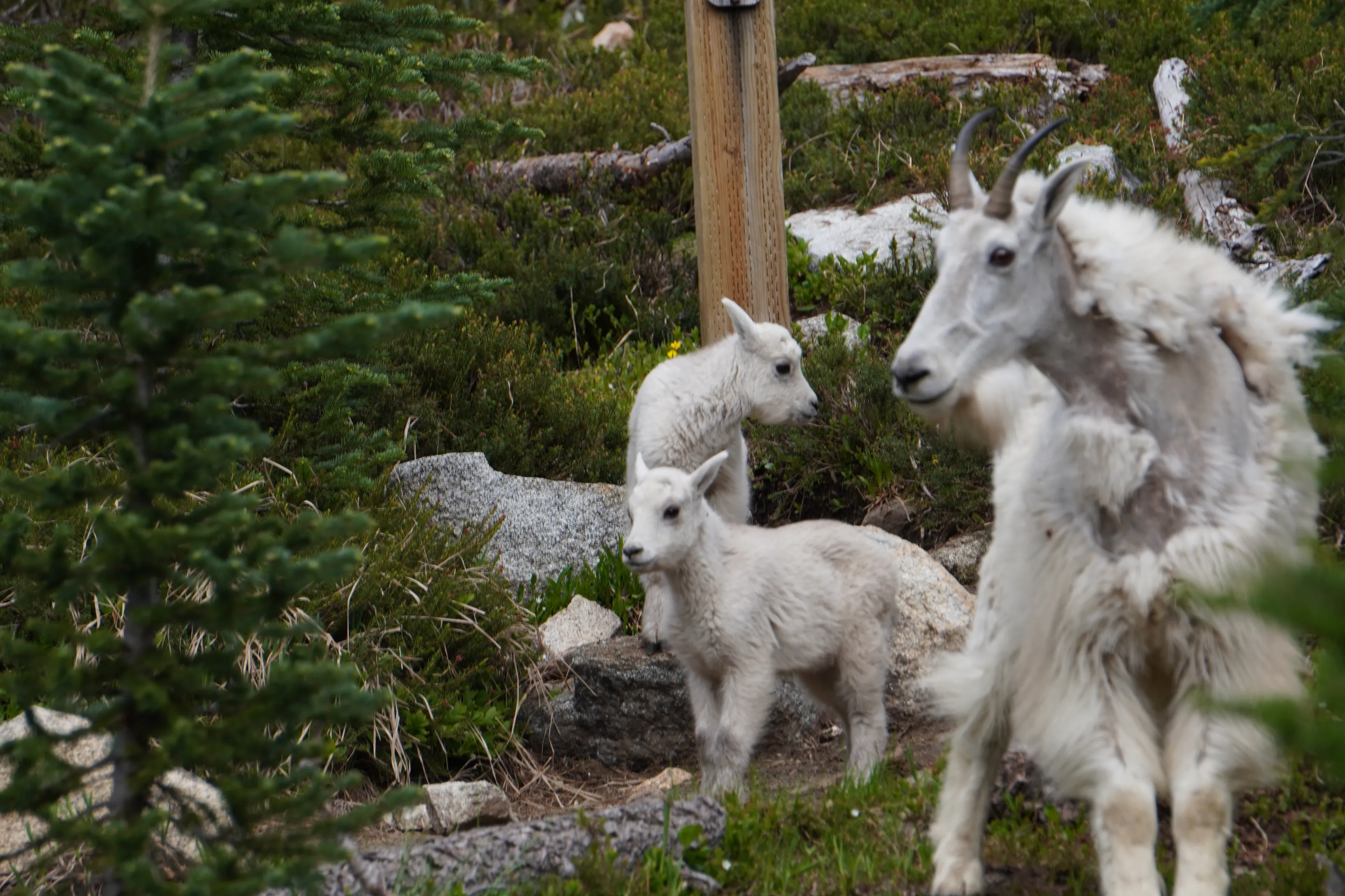 White Mountain goats