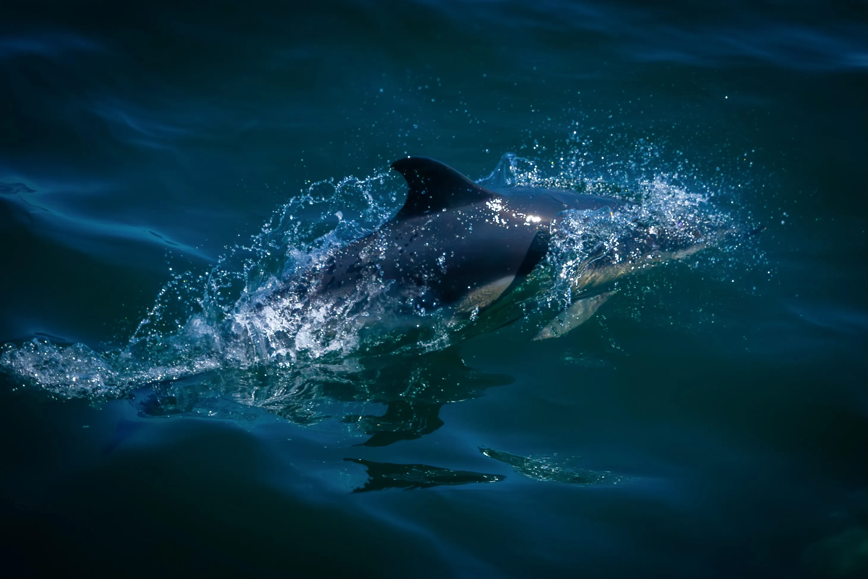 Splash!