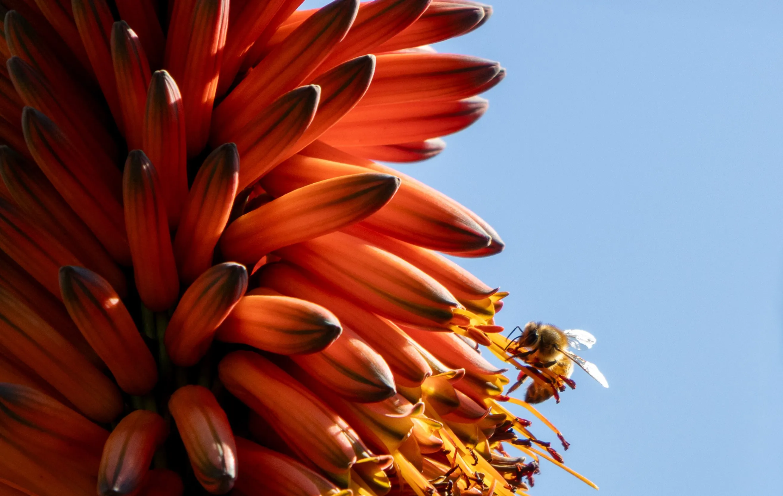 A bee braves the blazing tips of an aloe bloom