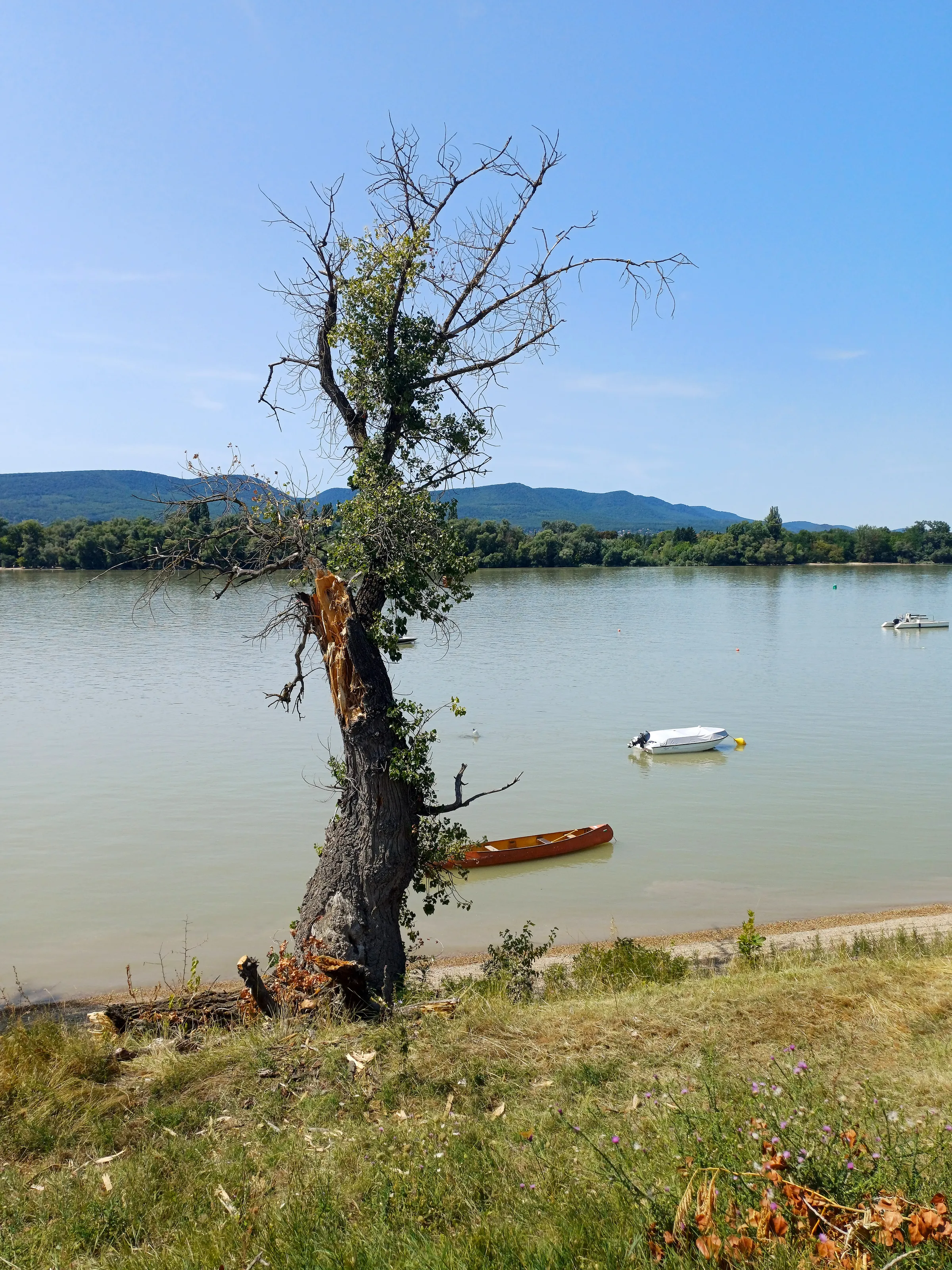 Weathered Tree and Canoe on the Danube Shoreline