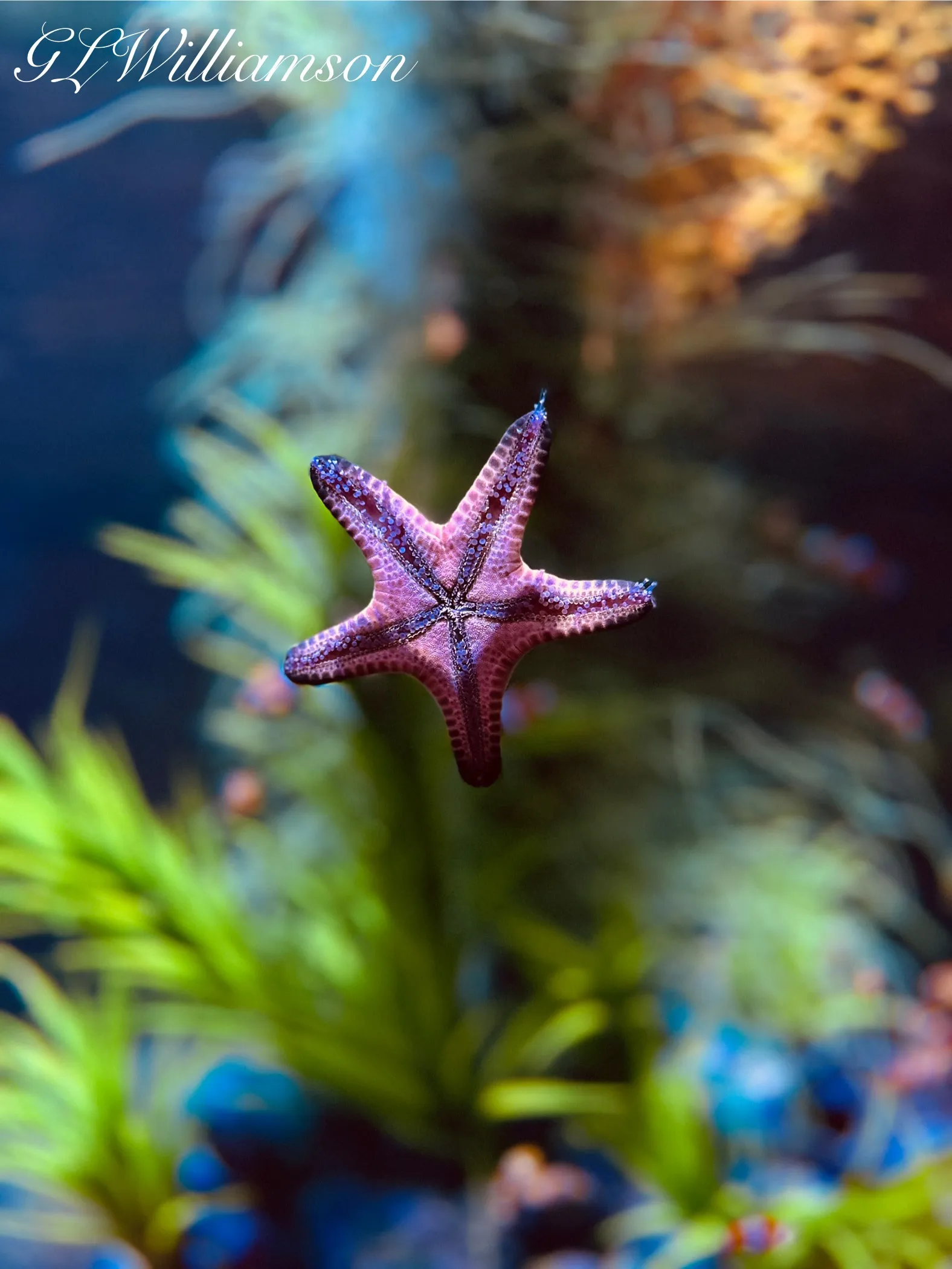 Small starfish