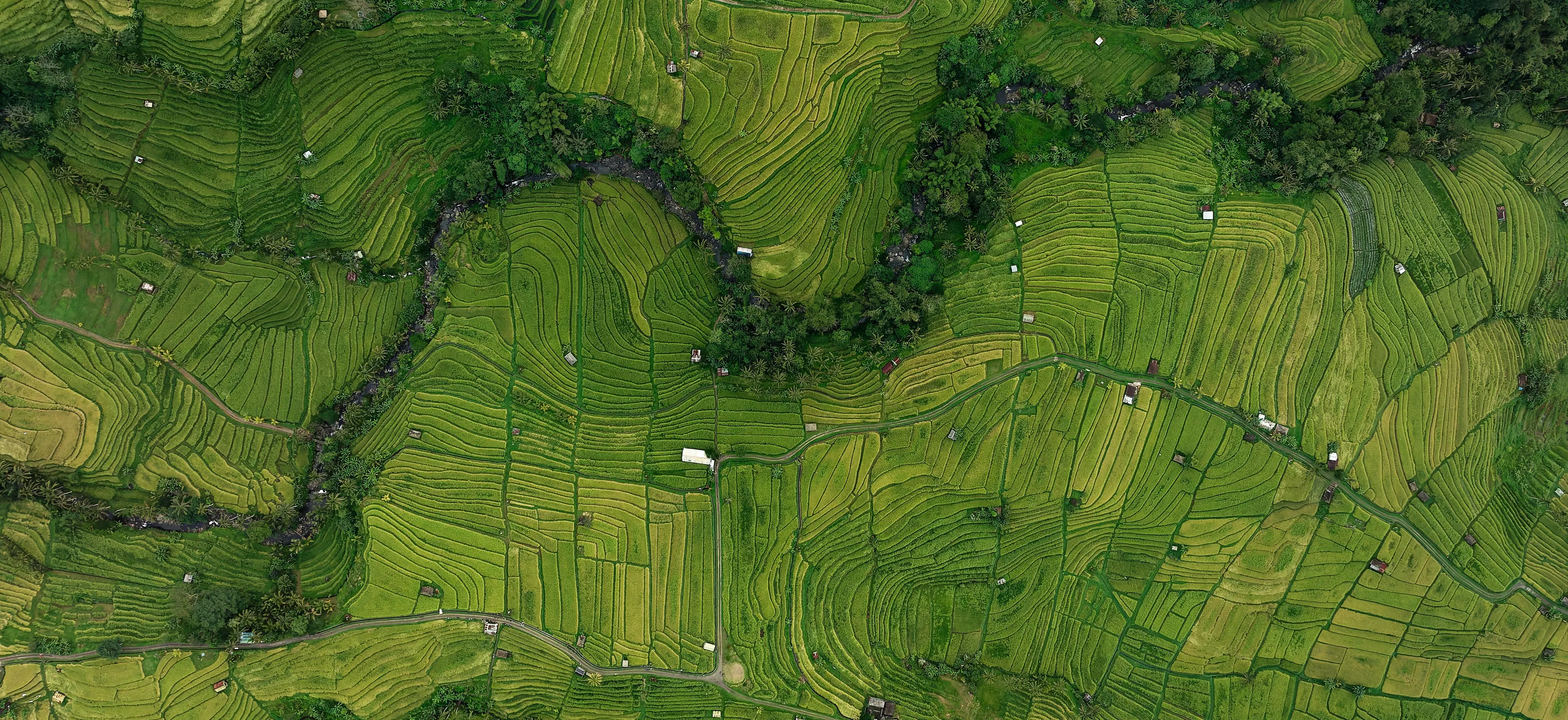 Jatiluwih Rice Fields