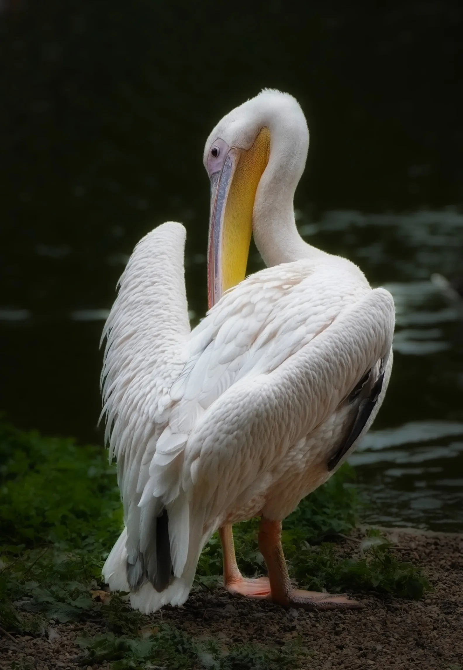 Great White Pelican