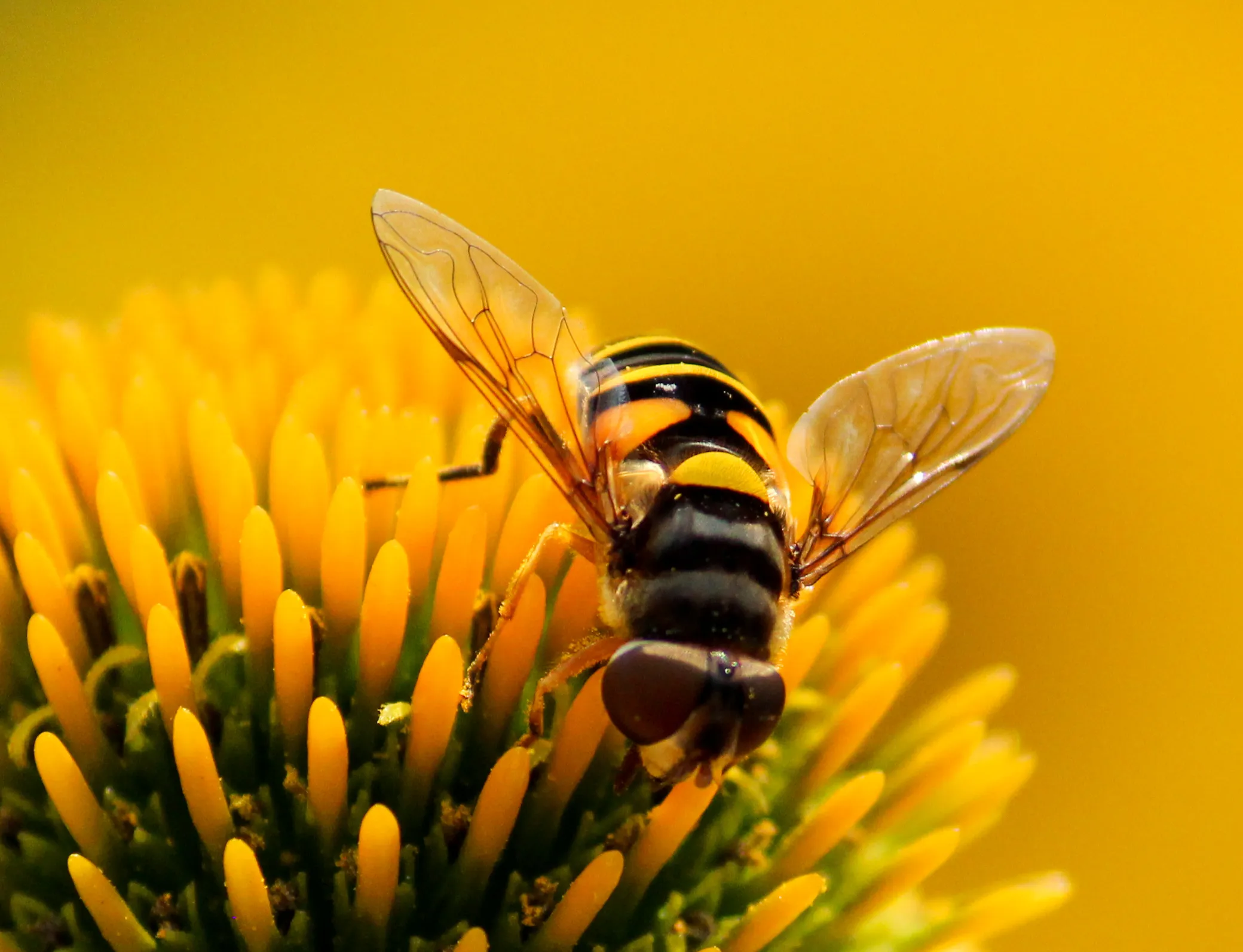 Yellow nature at its finest