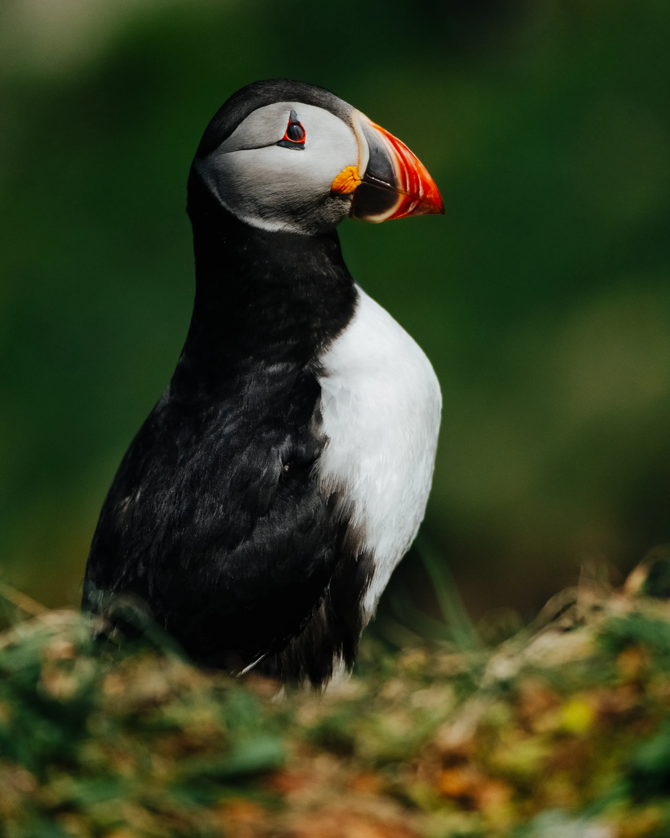 Solitary puffin perched on a cliff, where the sea meets the sky.