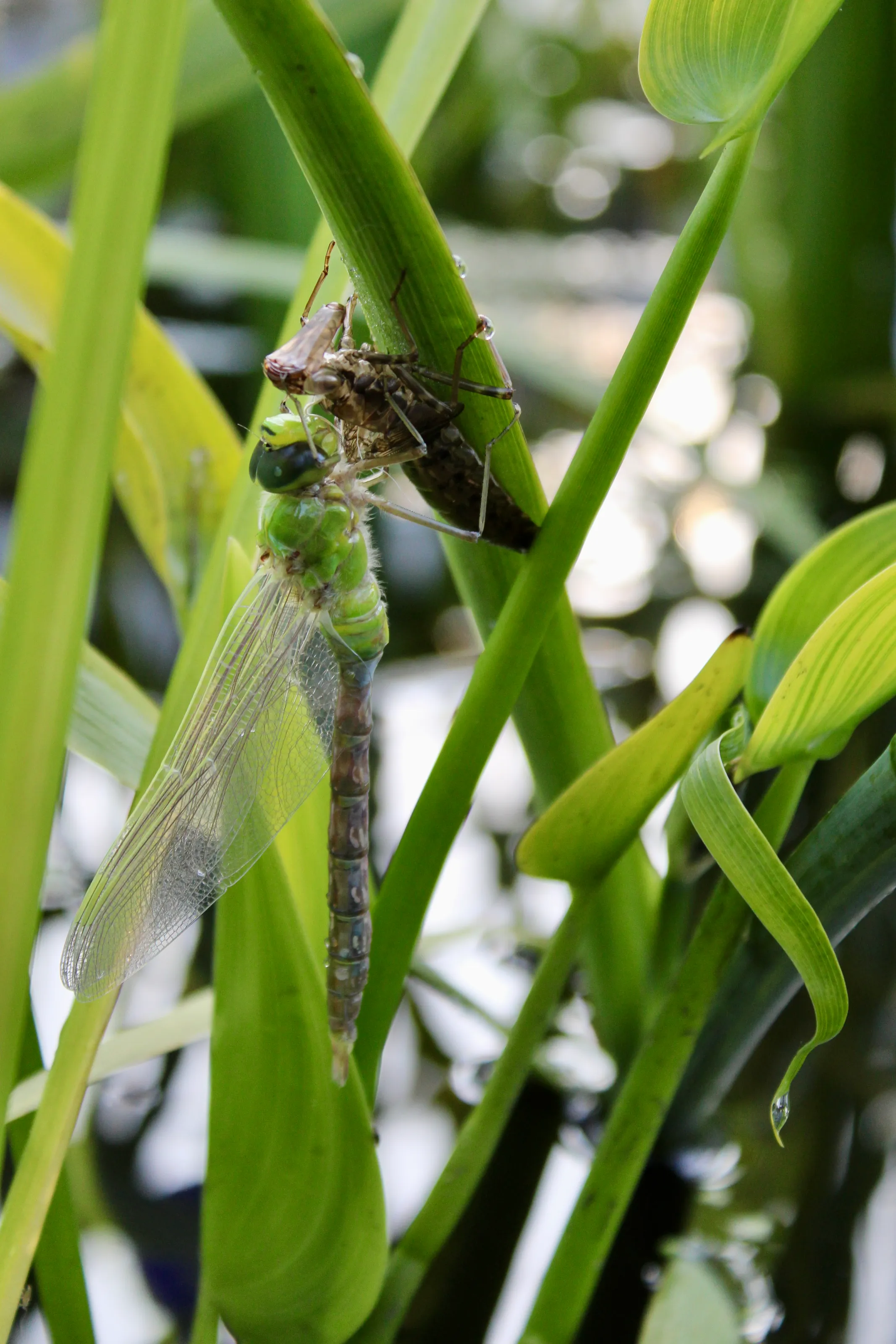 Dragonfly