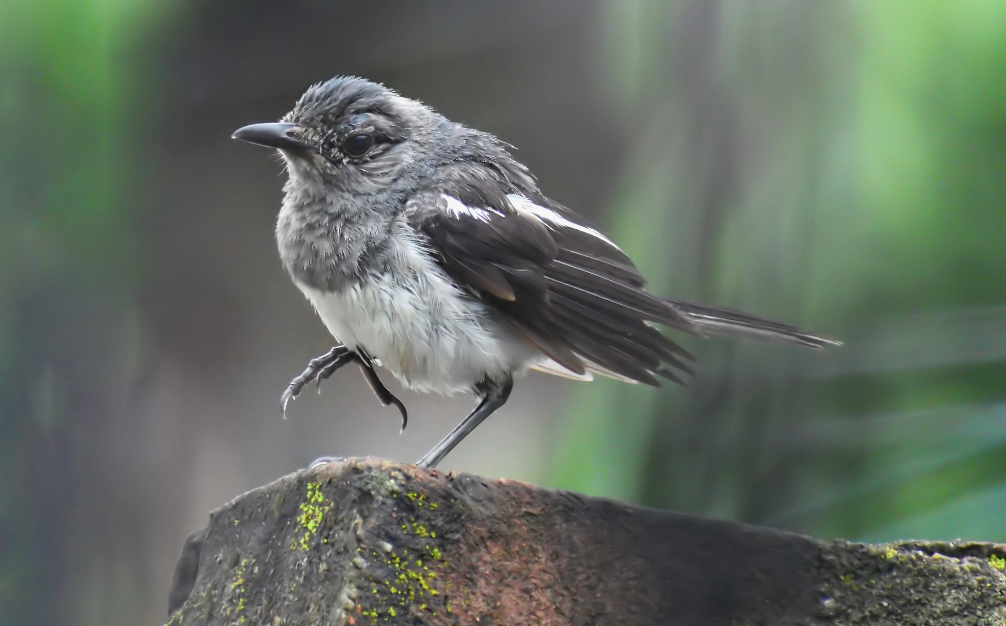 Graceful Pause – Oriental Magpie-Robin in Mid-Step