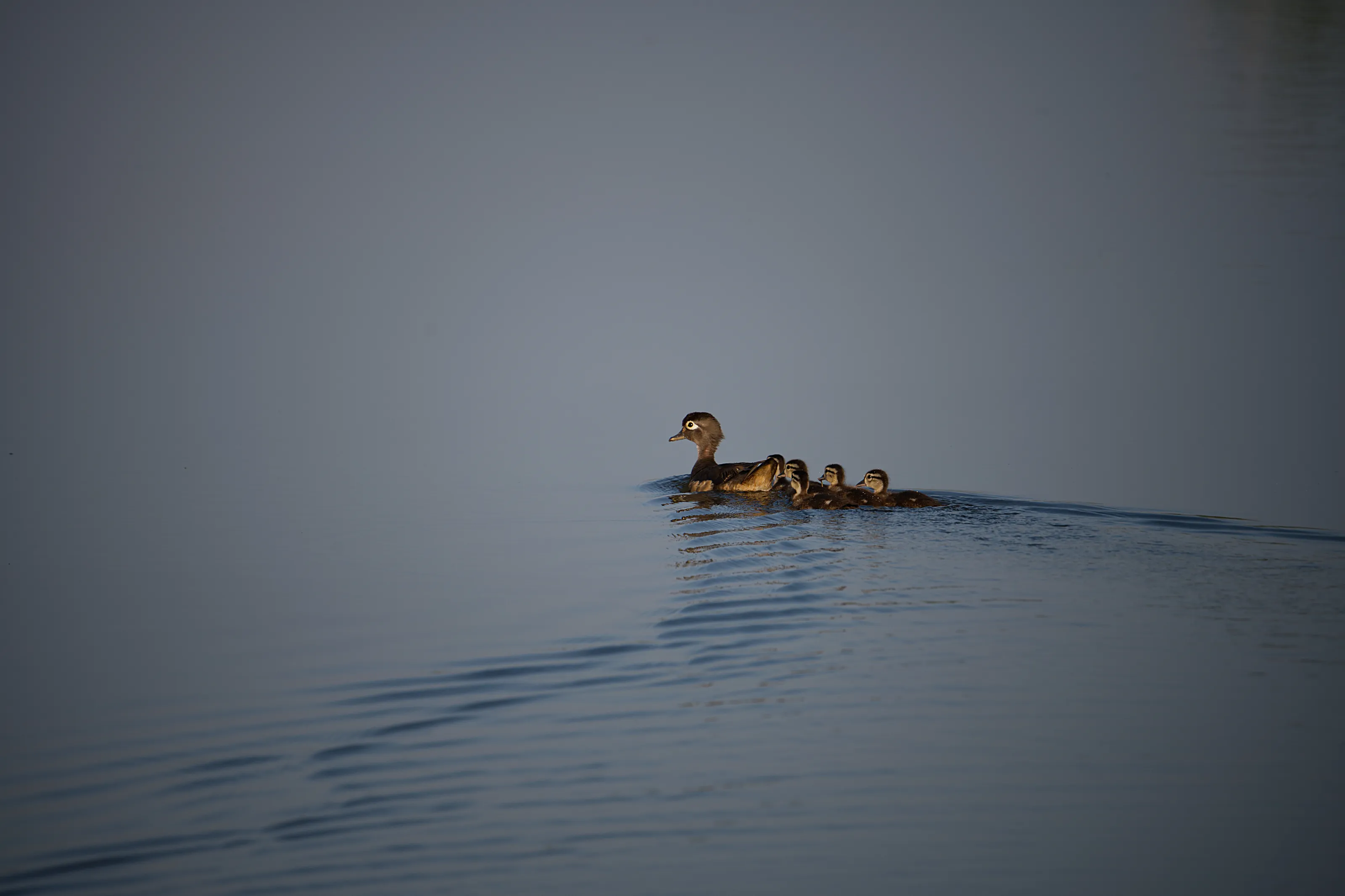 Duck Family ii