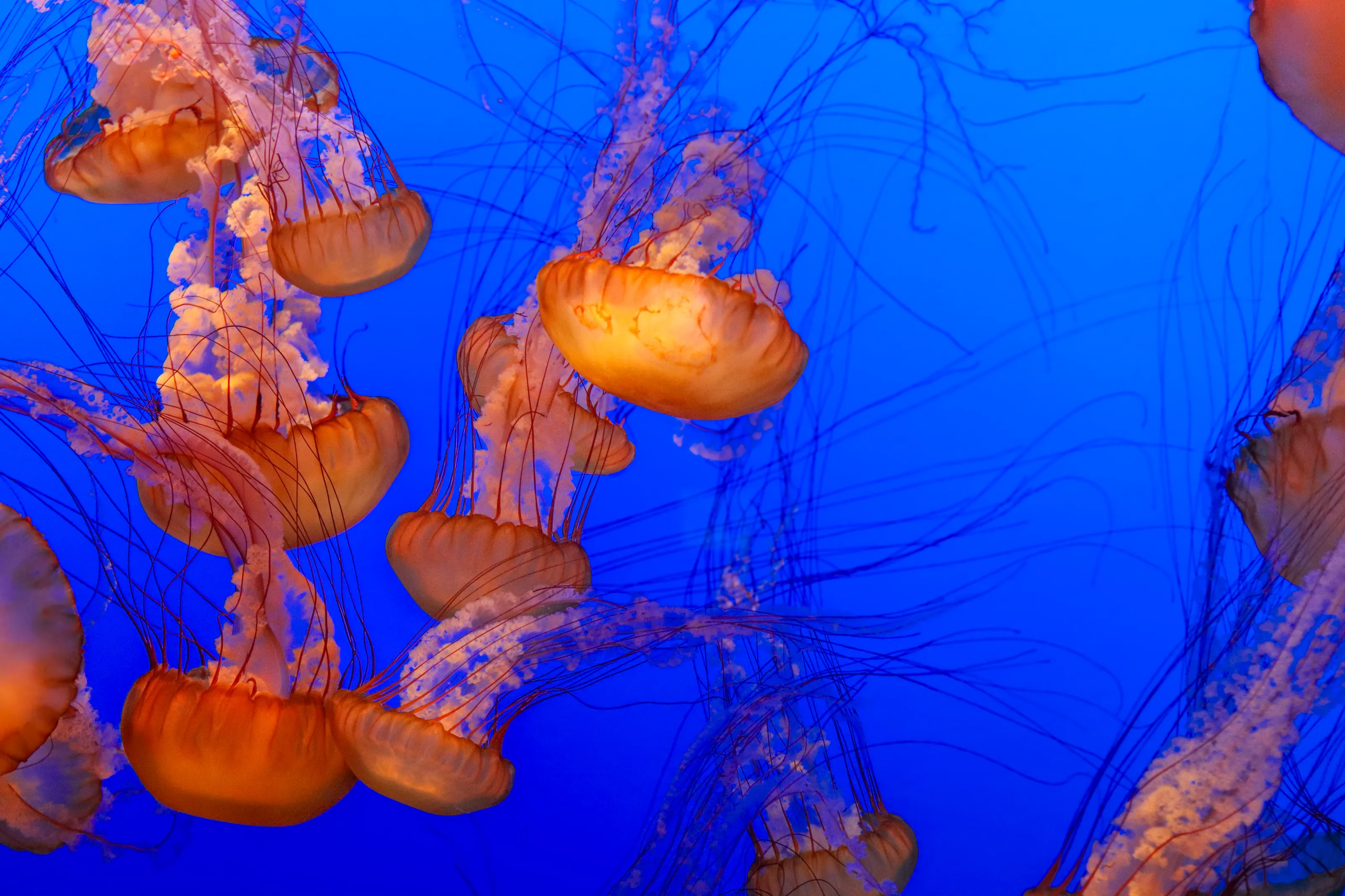 A glimpse into the deep