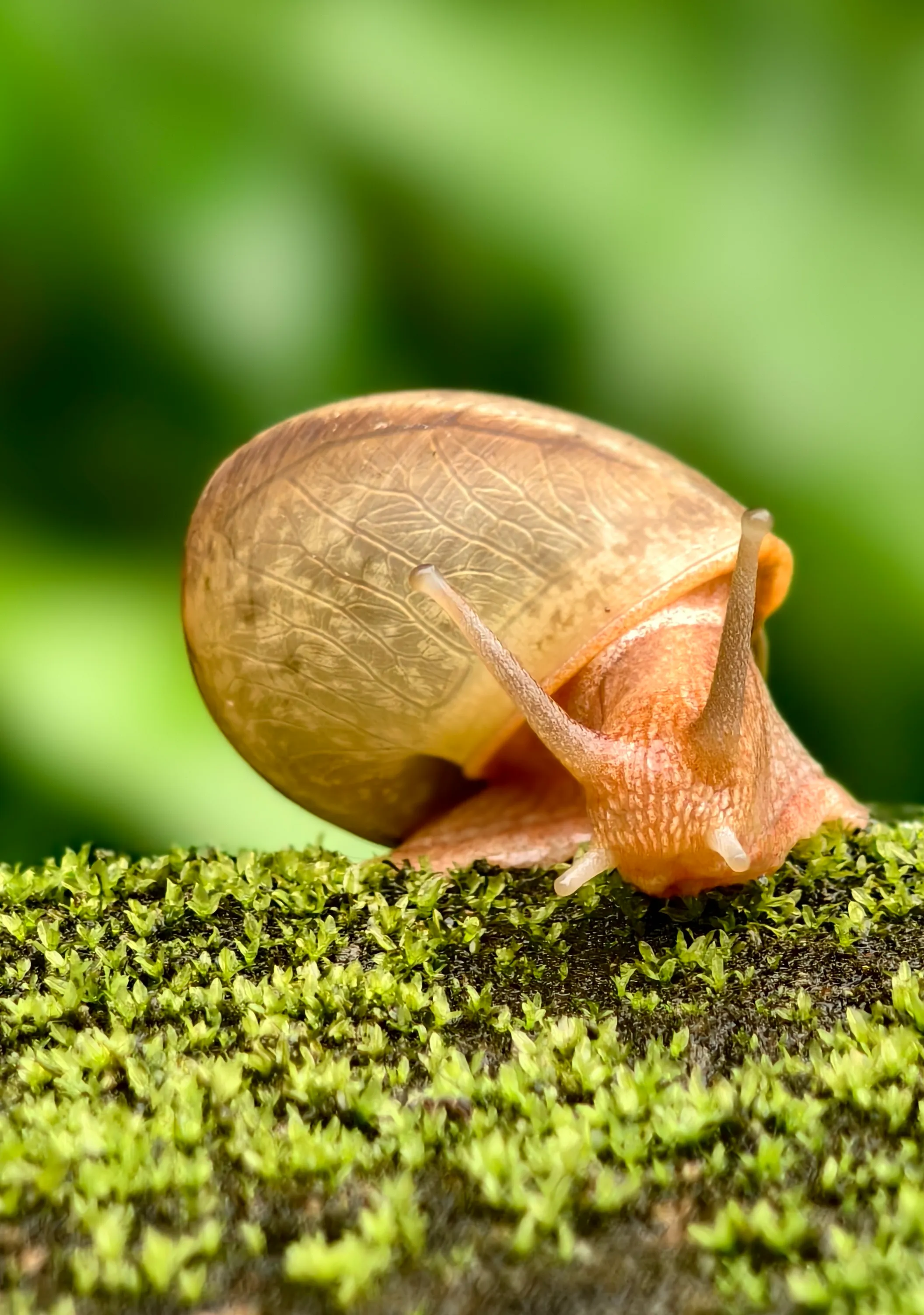 Snail