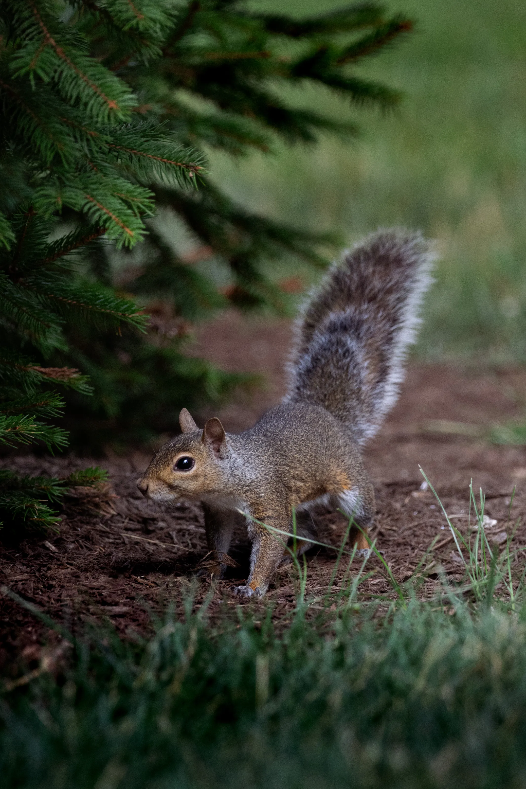 An Acorns Worst Enemy