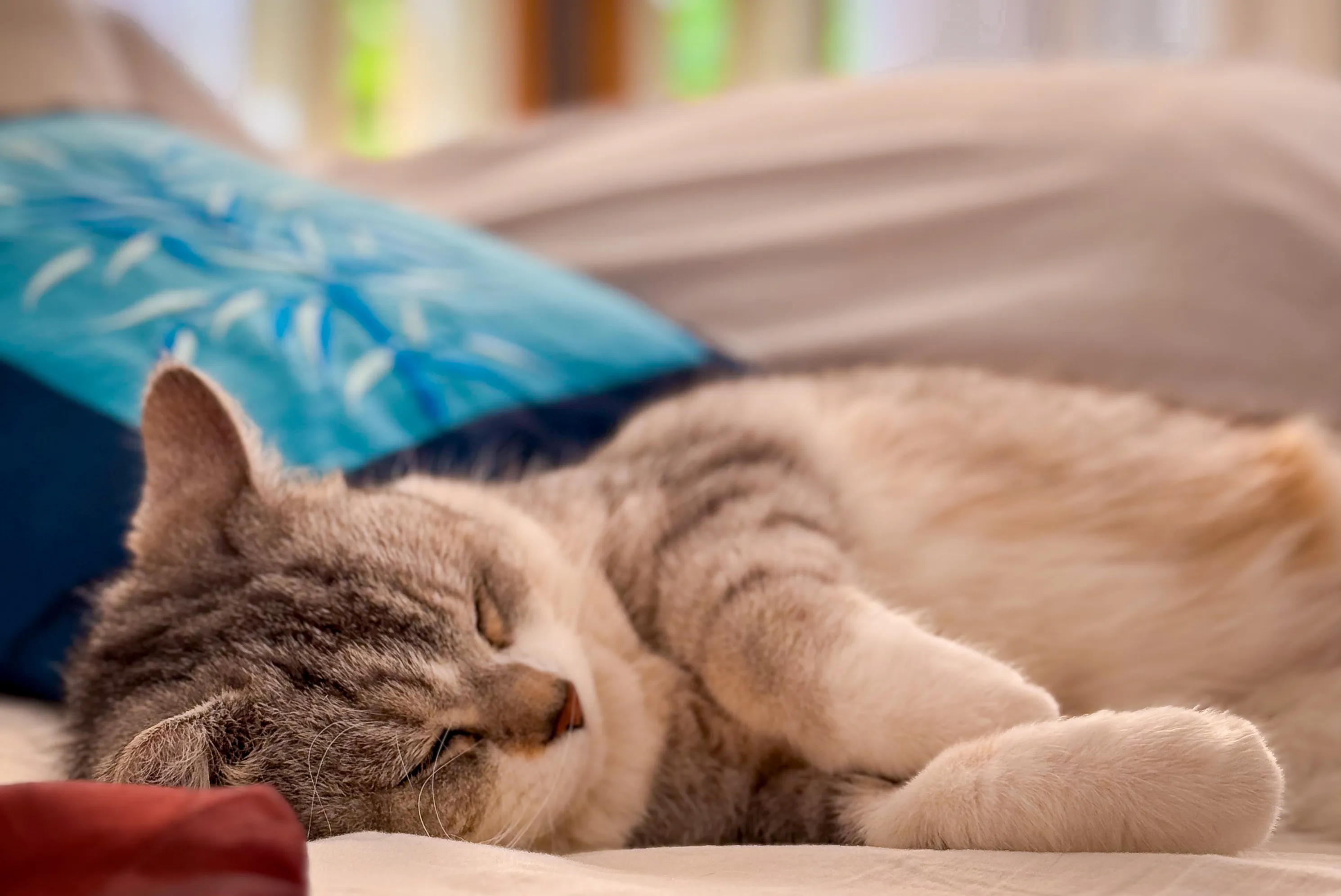 Cats at Rest