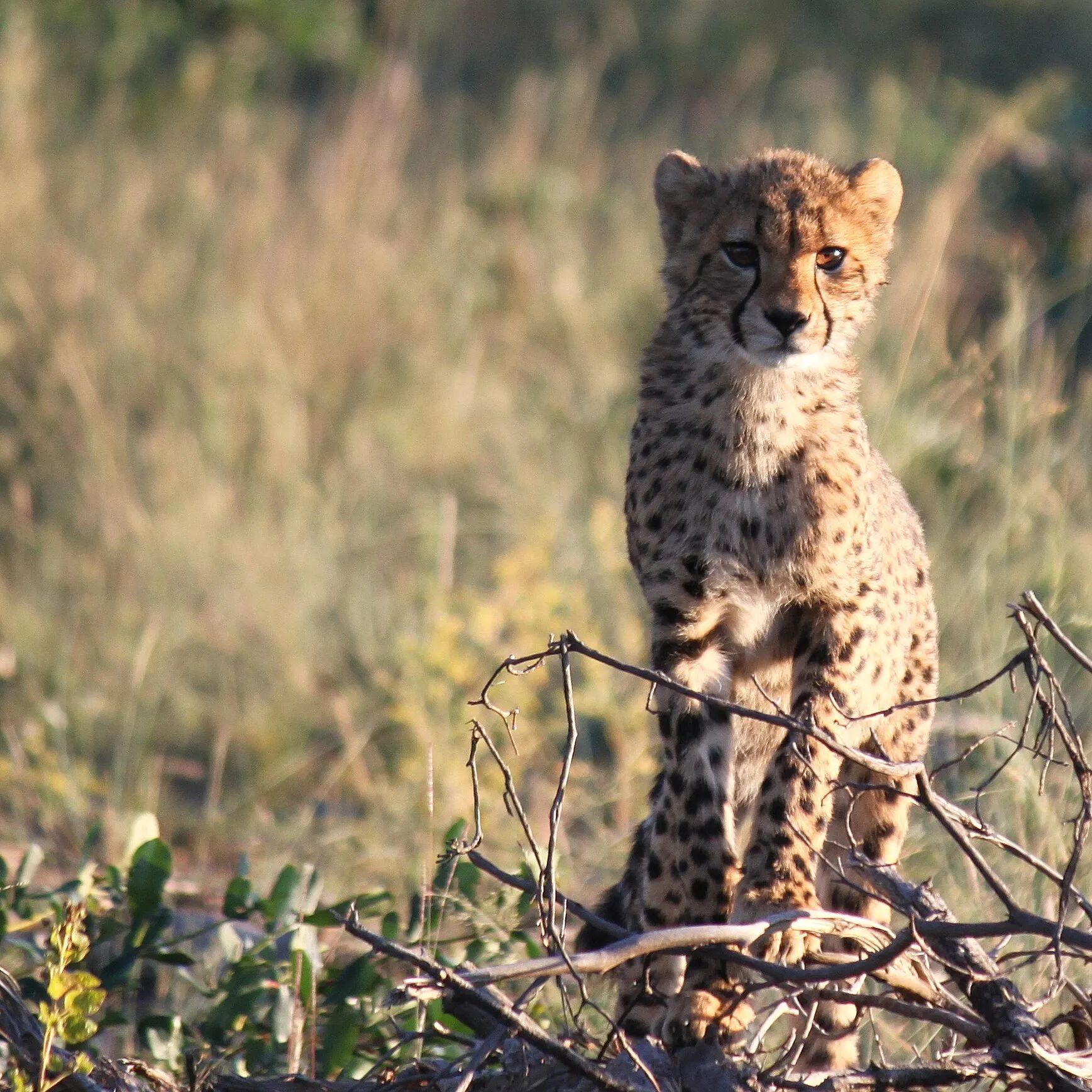 Well Spotted