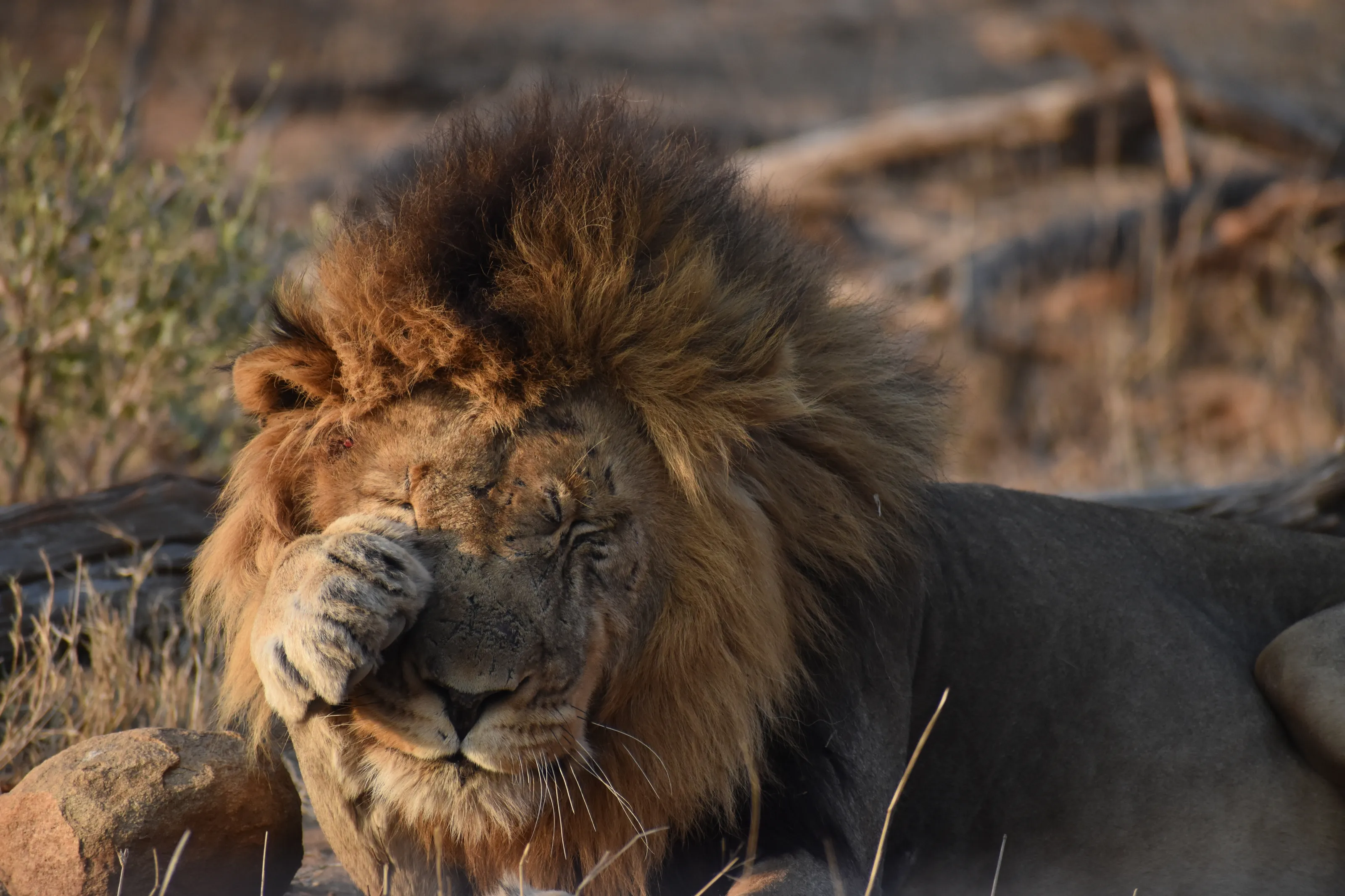 Bashful Lion