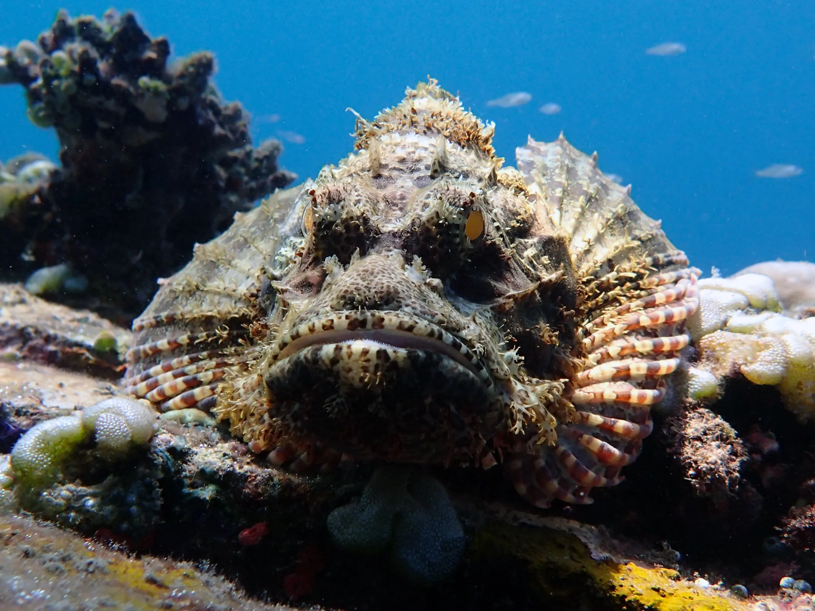 Stonefish