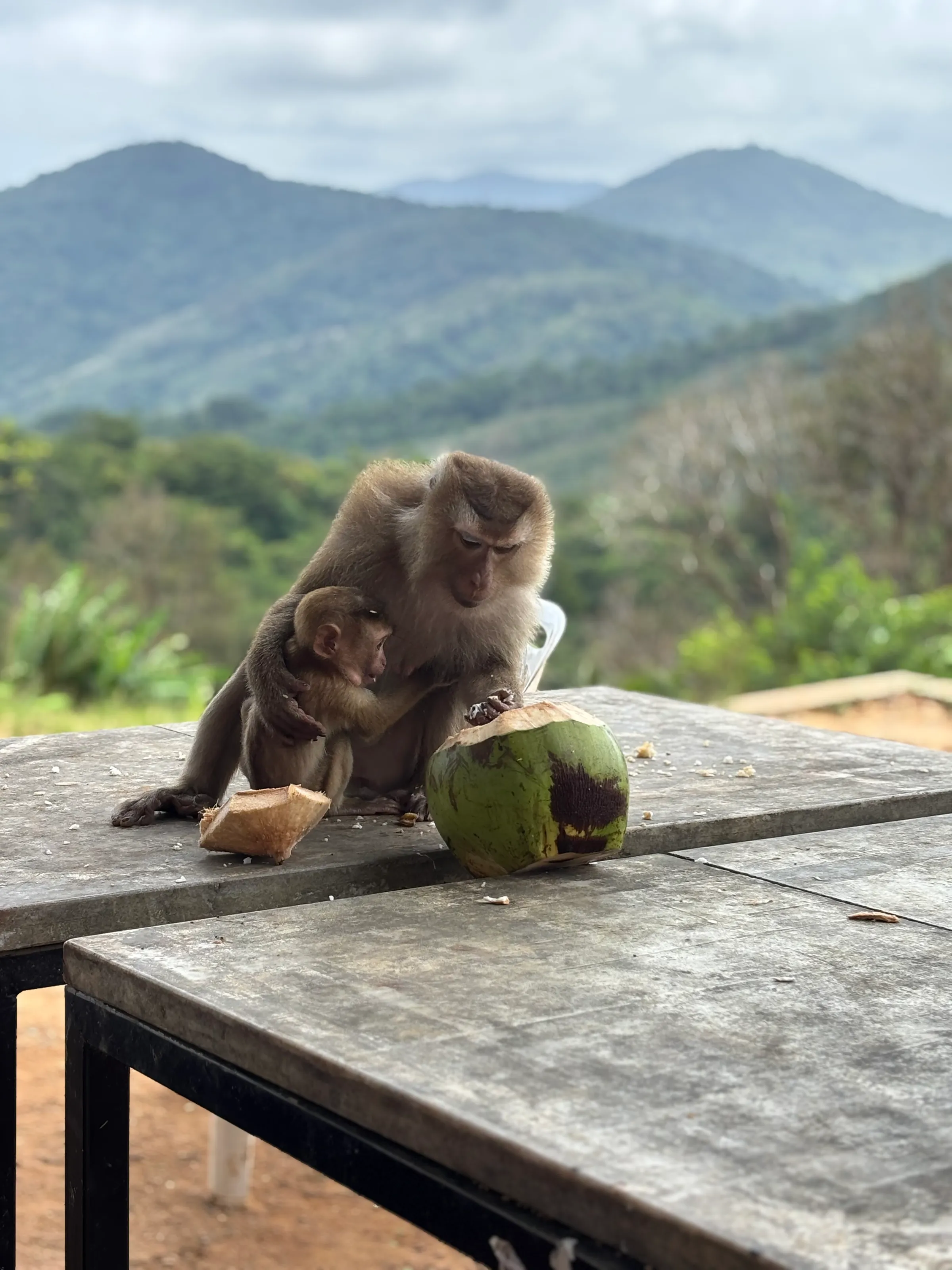 Monkeys in Thailand