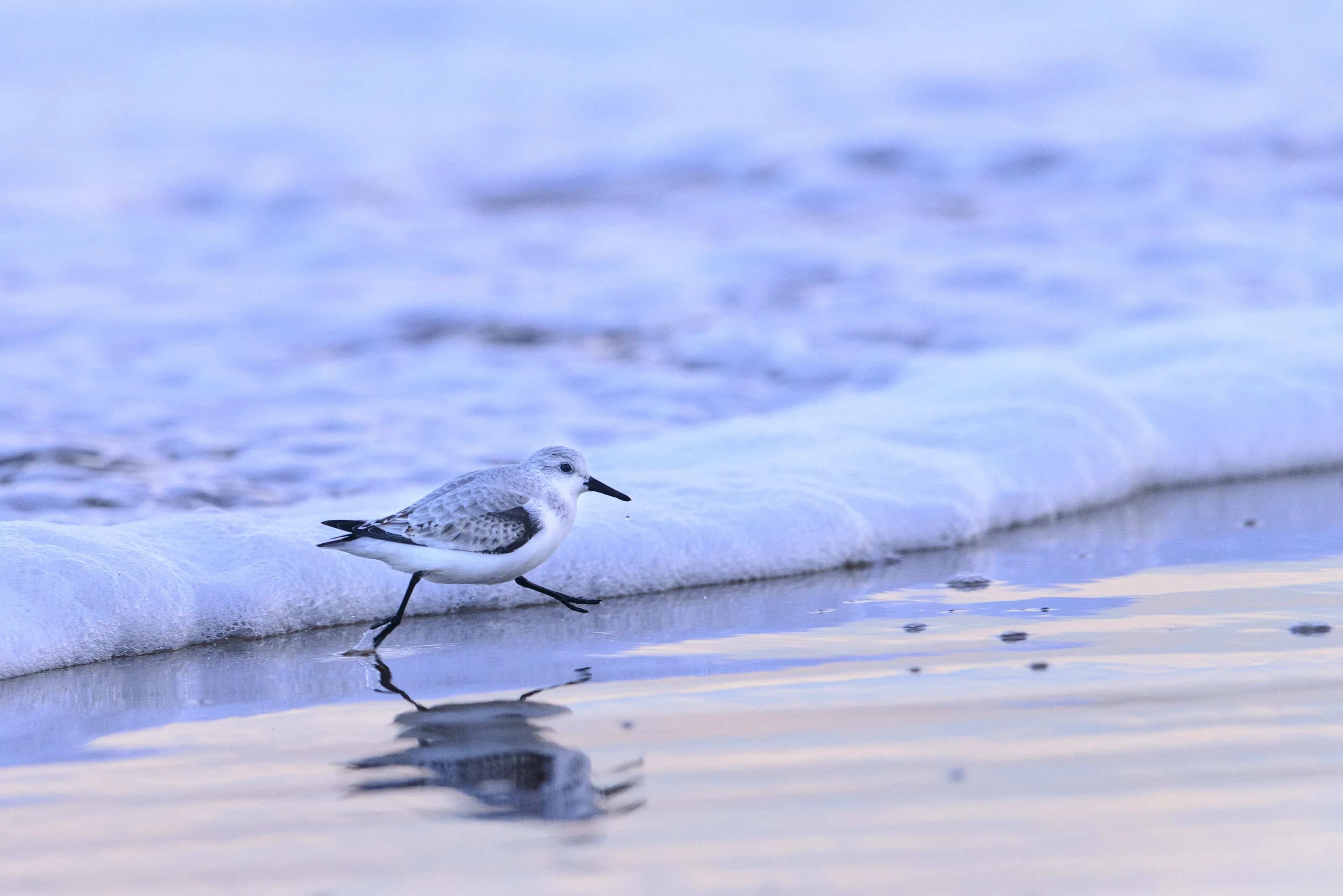 Sanderling