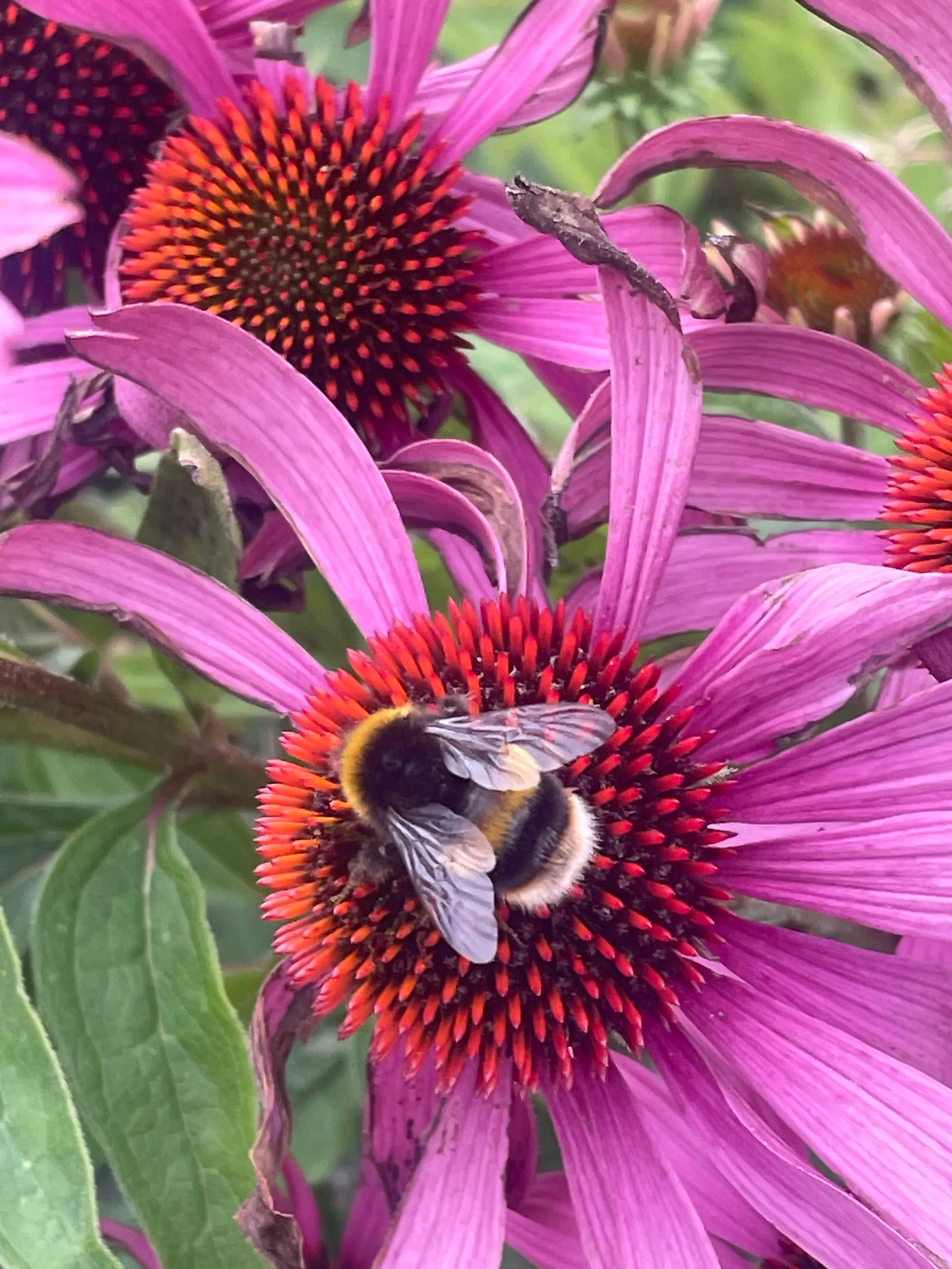 Bee & flower