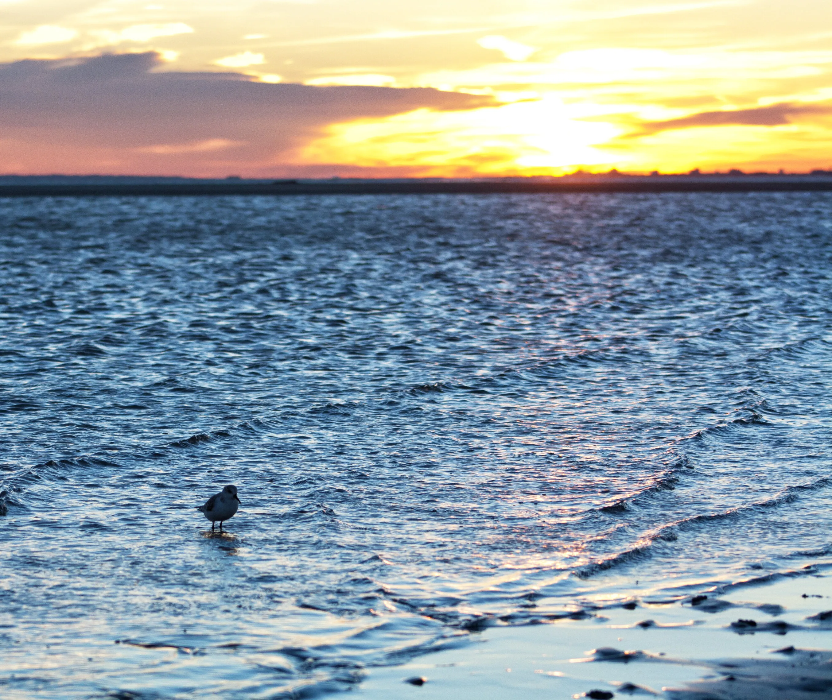 Sanderling Sunset
