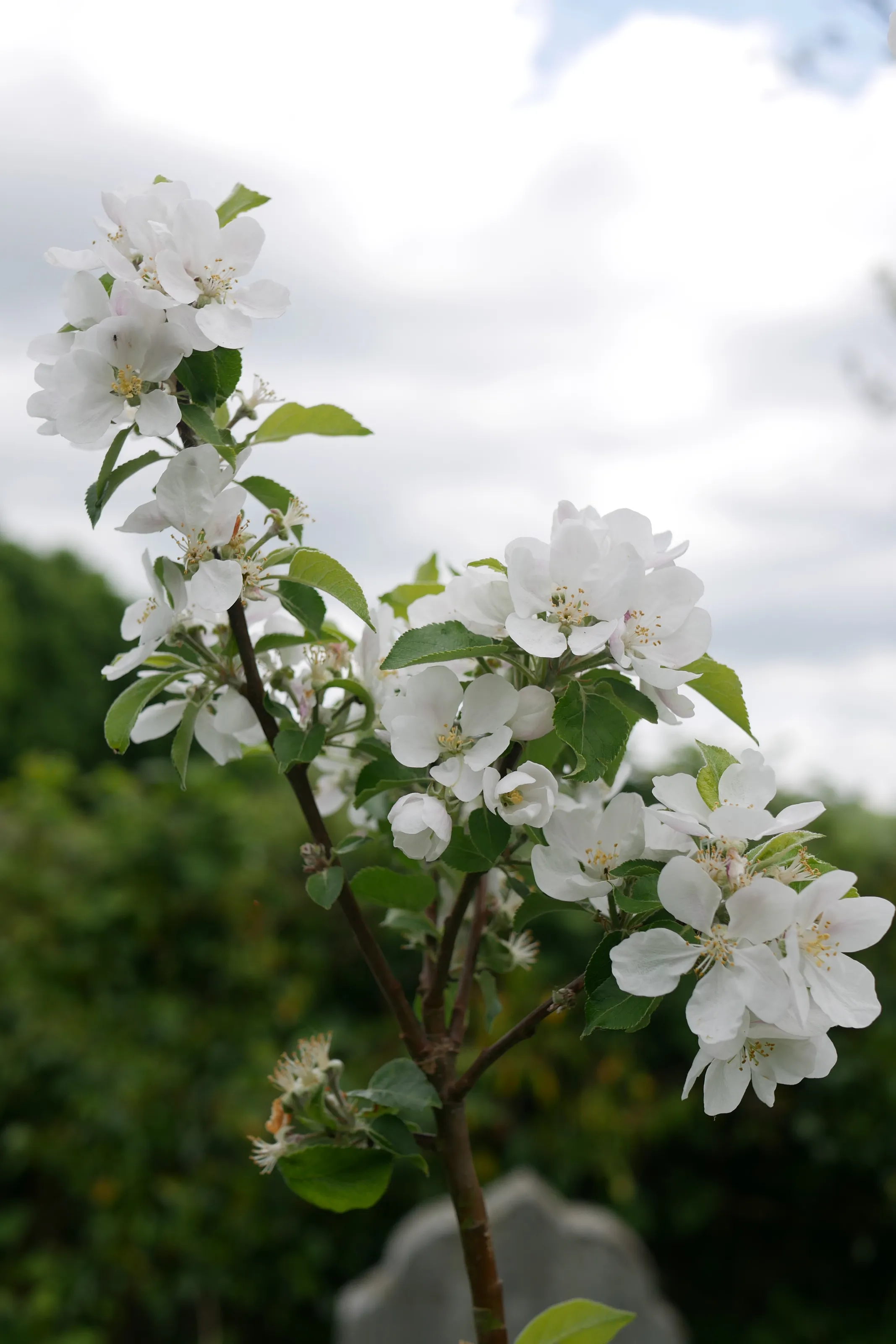 Flowering pear