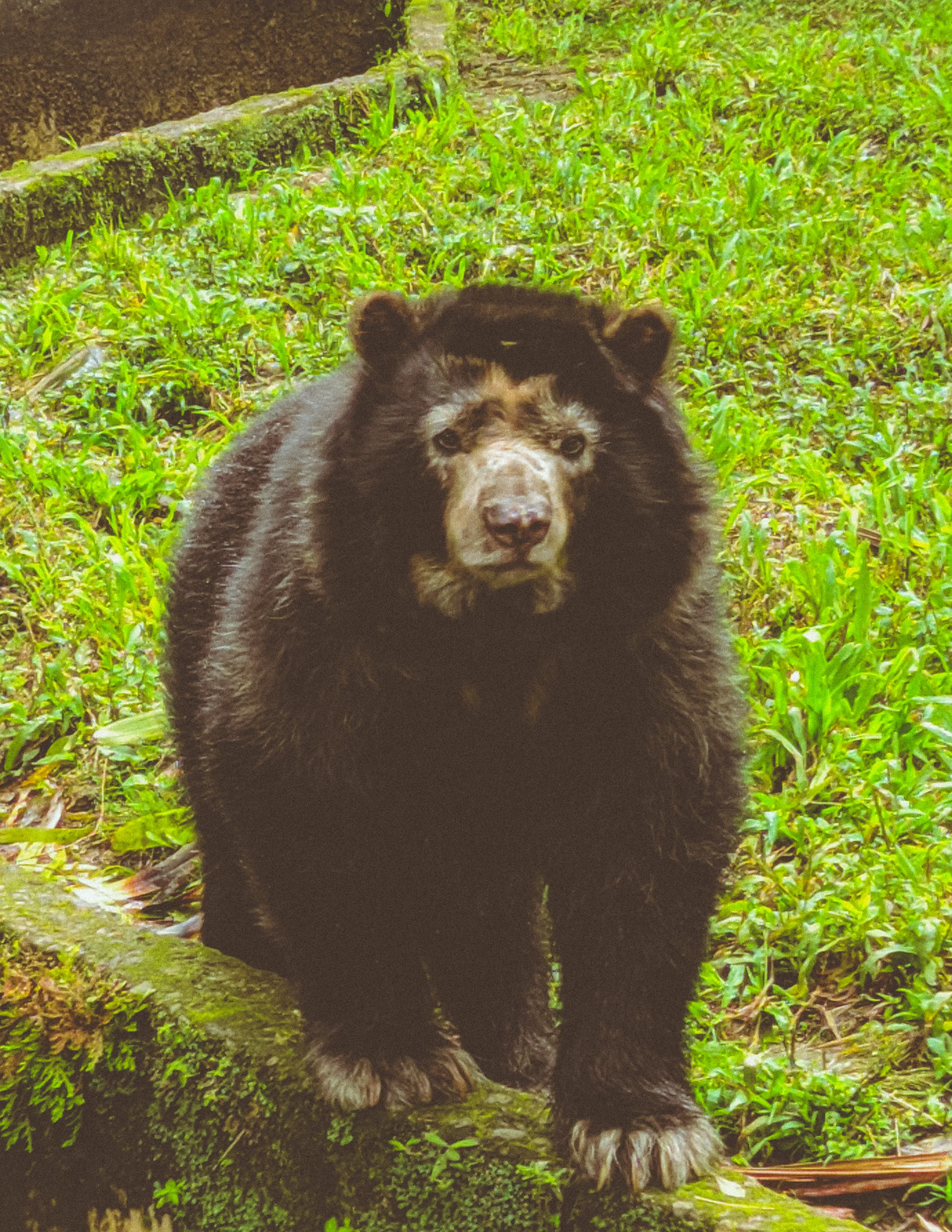 Oso de anteojos