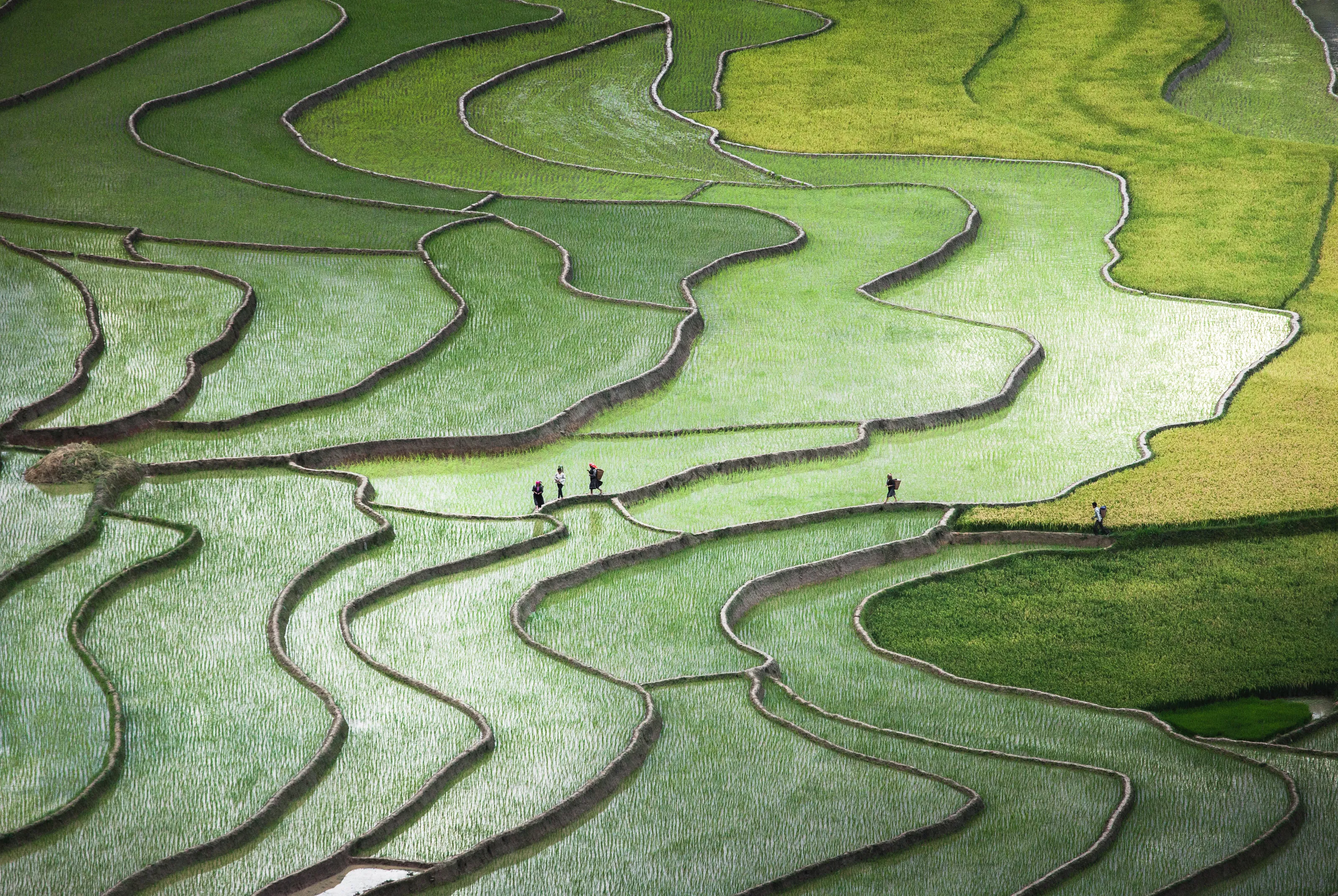 Terrace paddies in North Vietnam