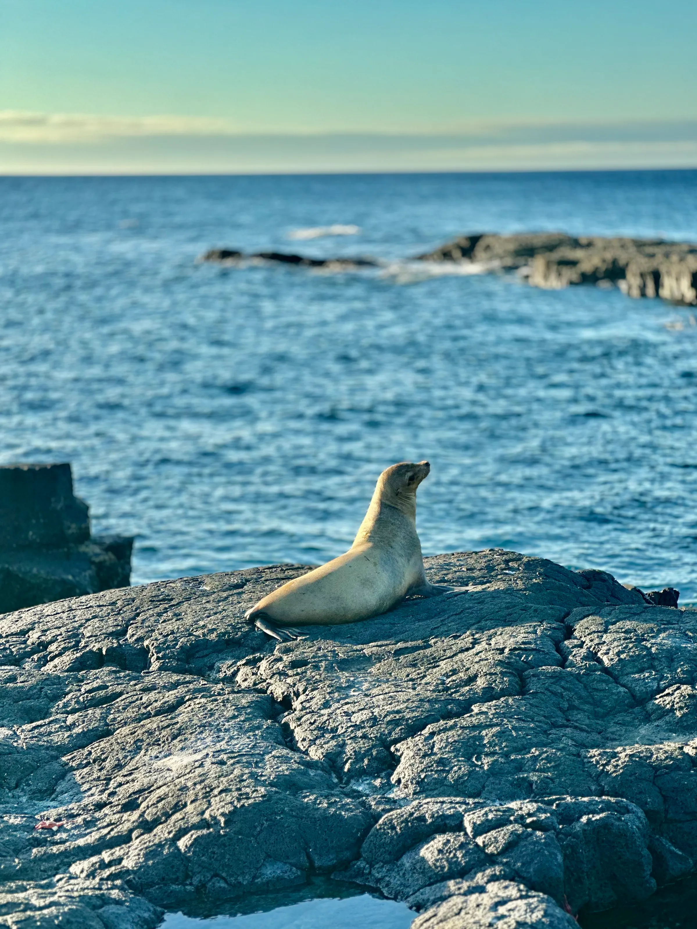 The seal infront of the sea